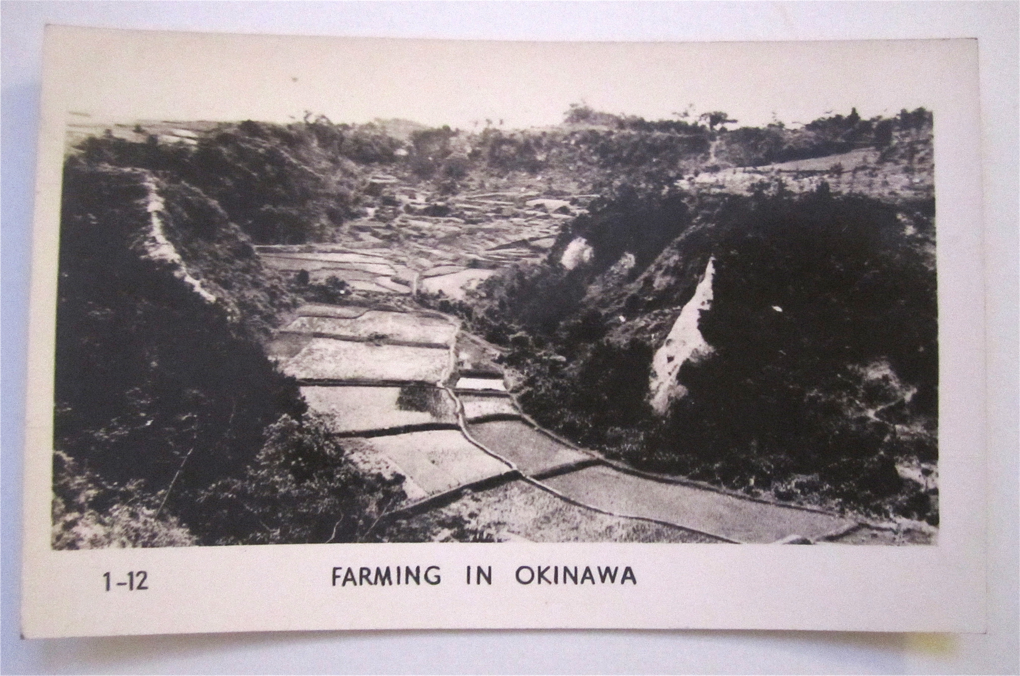 Farming In Okinawa Postcard