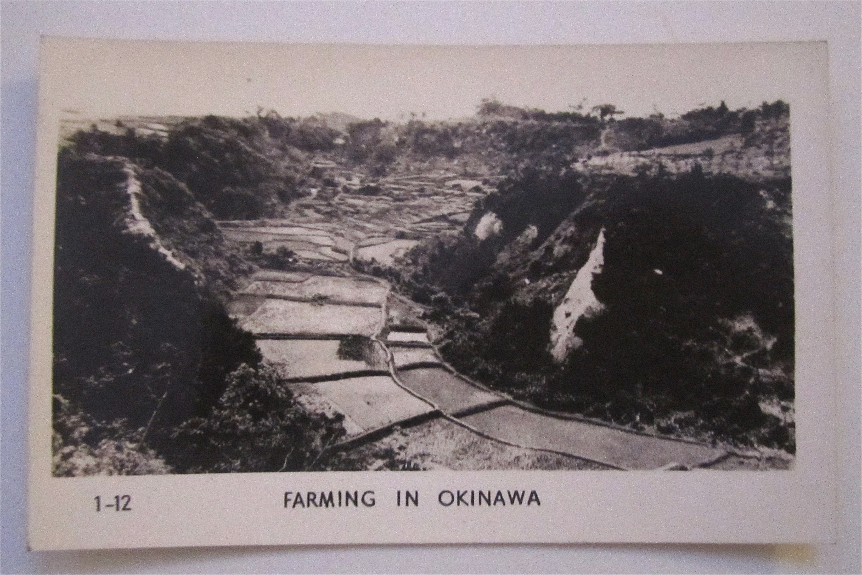 Farming In Okinawa Postcard