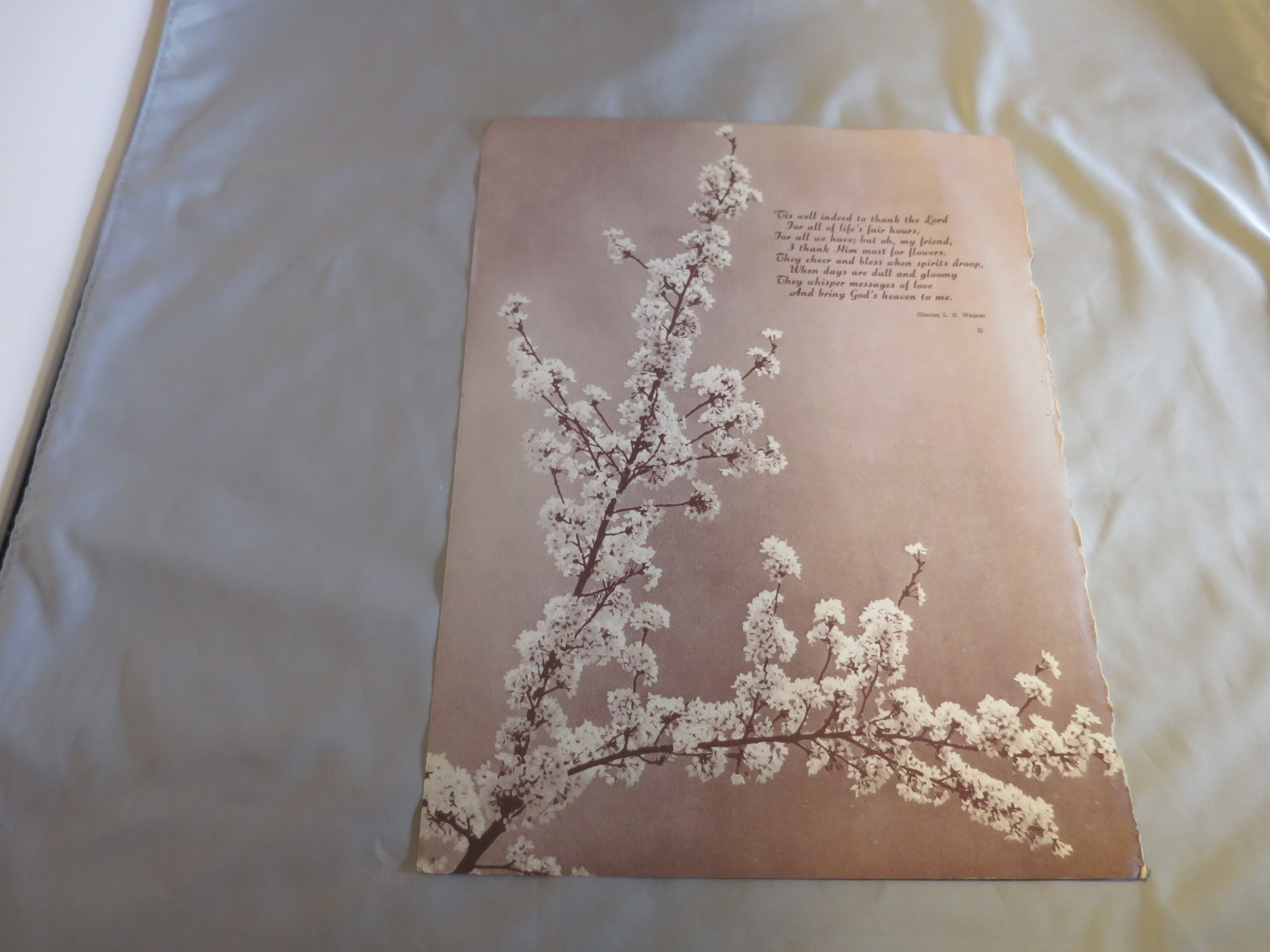 Rose Pussy Willow Bouquet Lithograph Book Print 1950