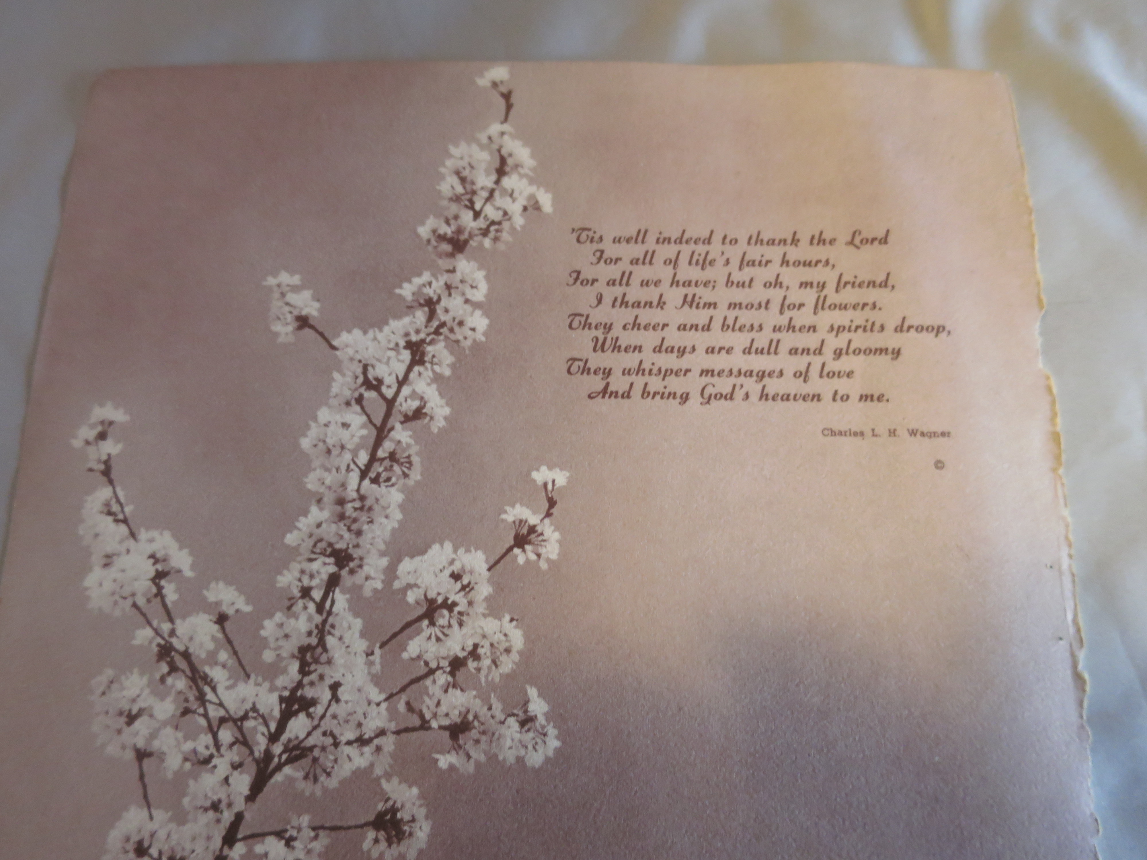 Rose Pussy Willow Bouquet Lithograph Book Print 1950