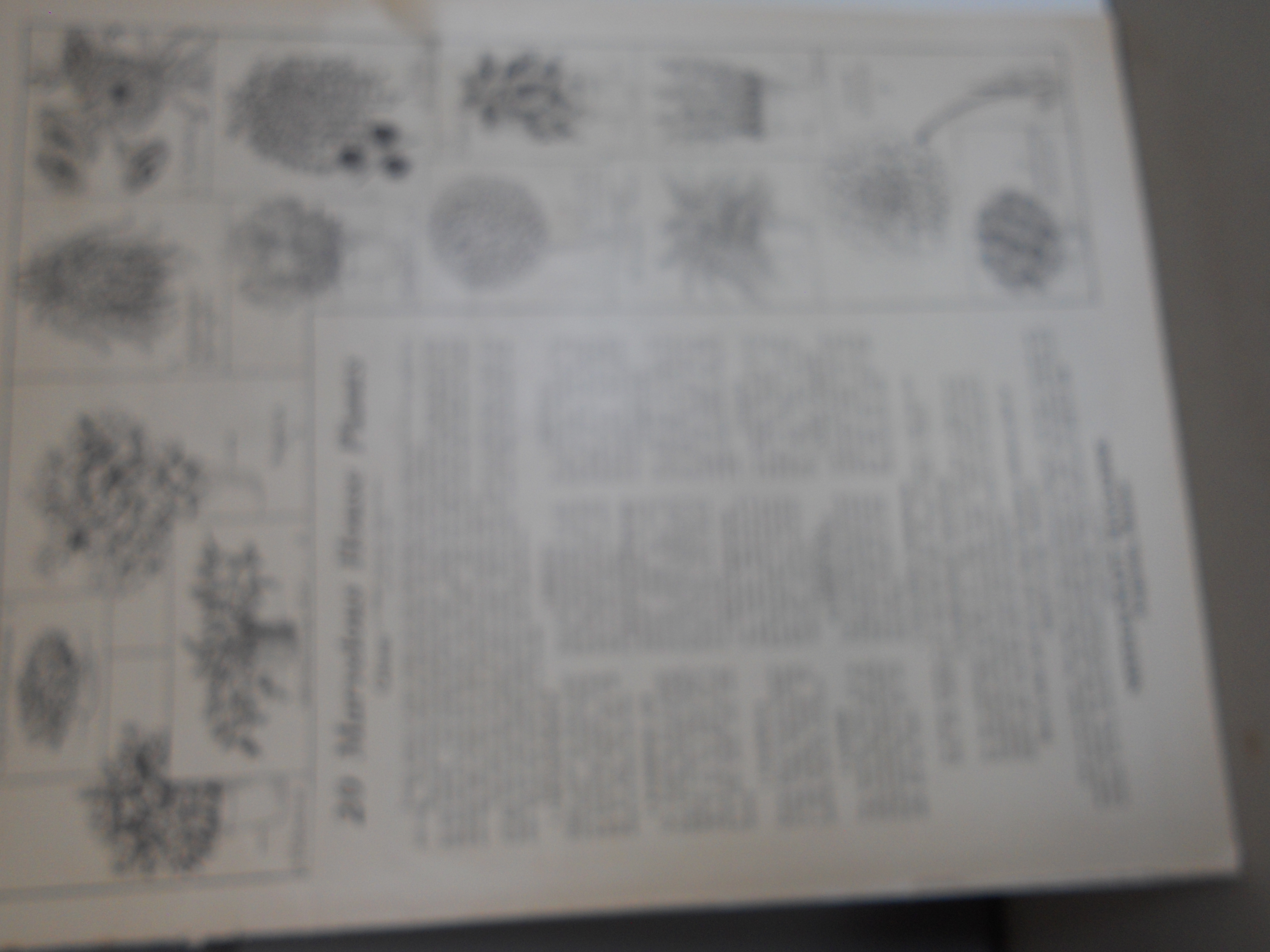 Camel Cigarettes Advertising Sheet