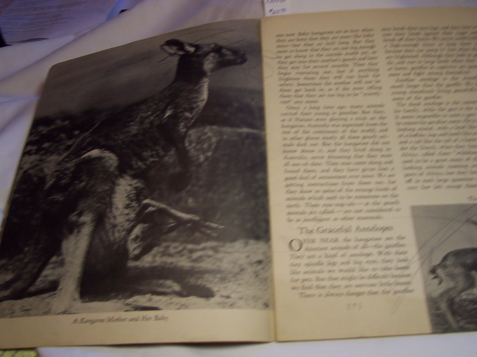 A Day At The Zoo Book by Ether Gould 1938