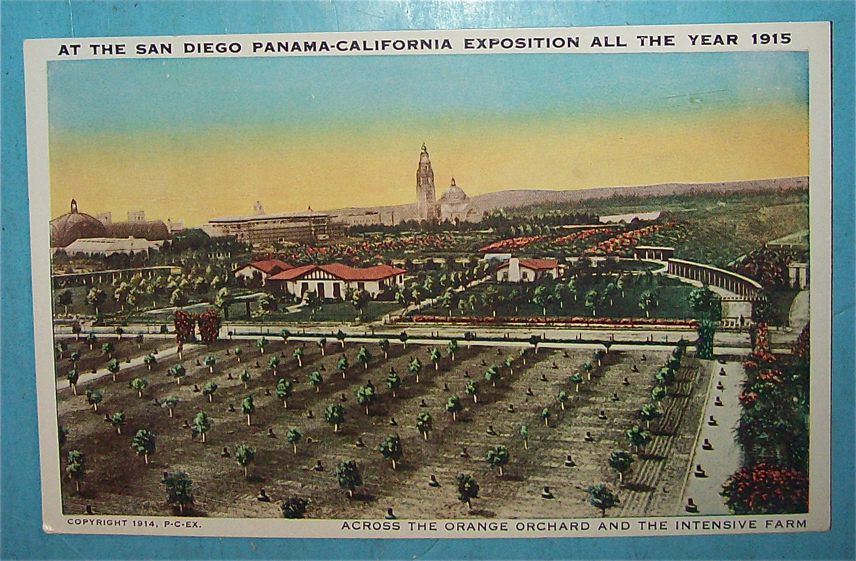 Across The Orange Orchard Postcard