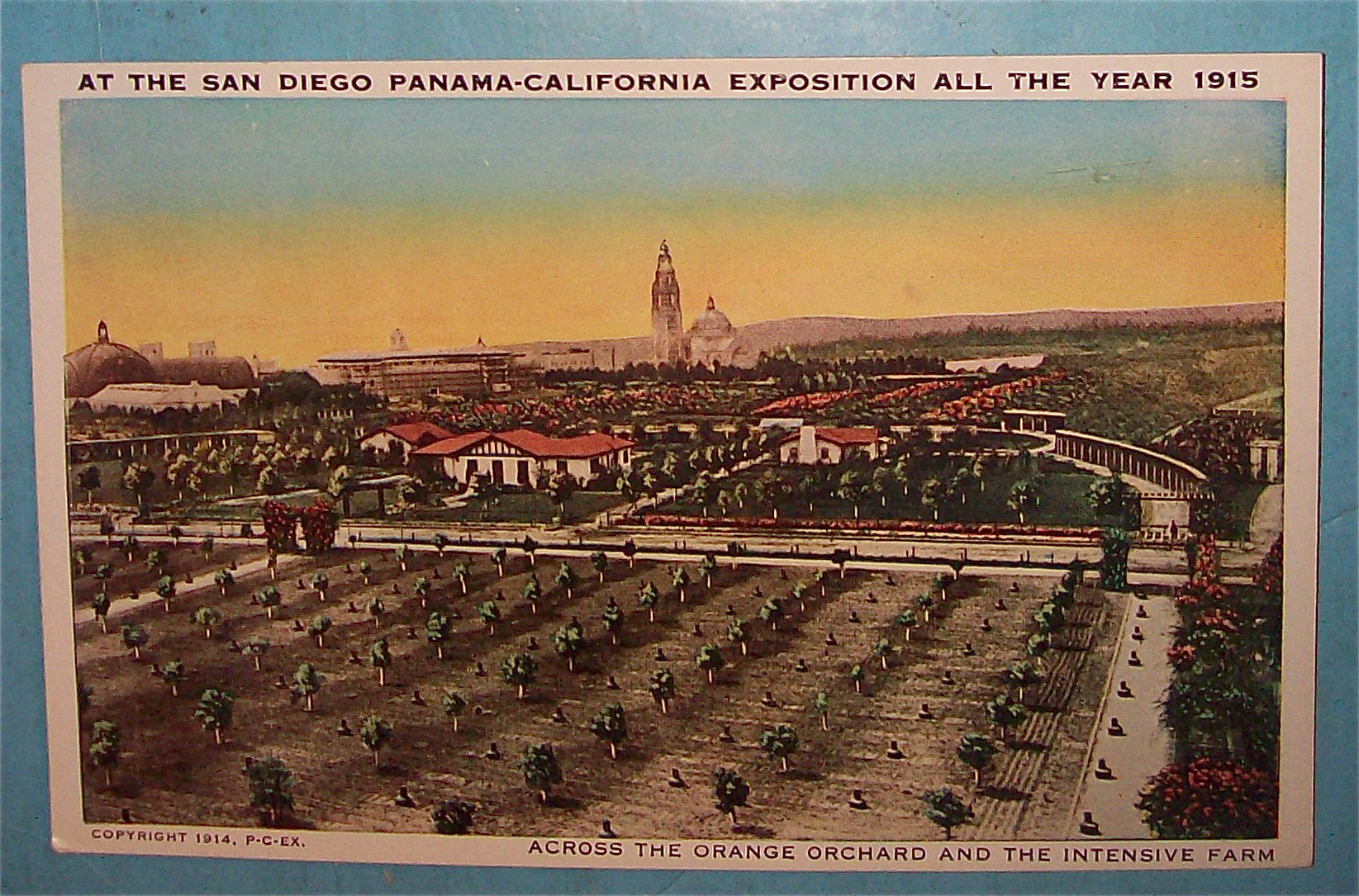 Across The Orange Orchard Postcard