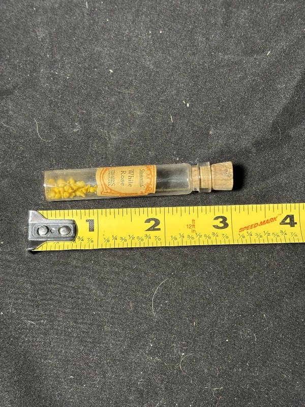 1880s Frederick Stearns Perfume Vial Tiny Micro Sea Shells Curiosity
