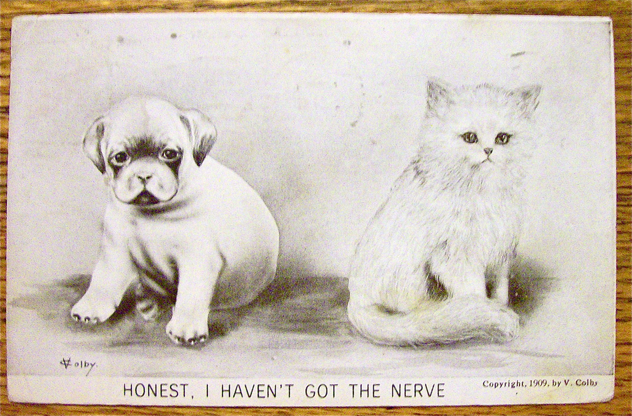 A Cat And Dog Sitting Side By Side Postcard