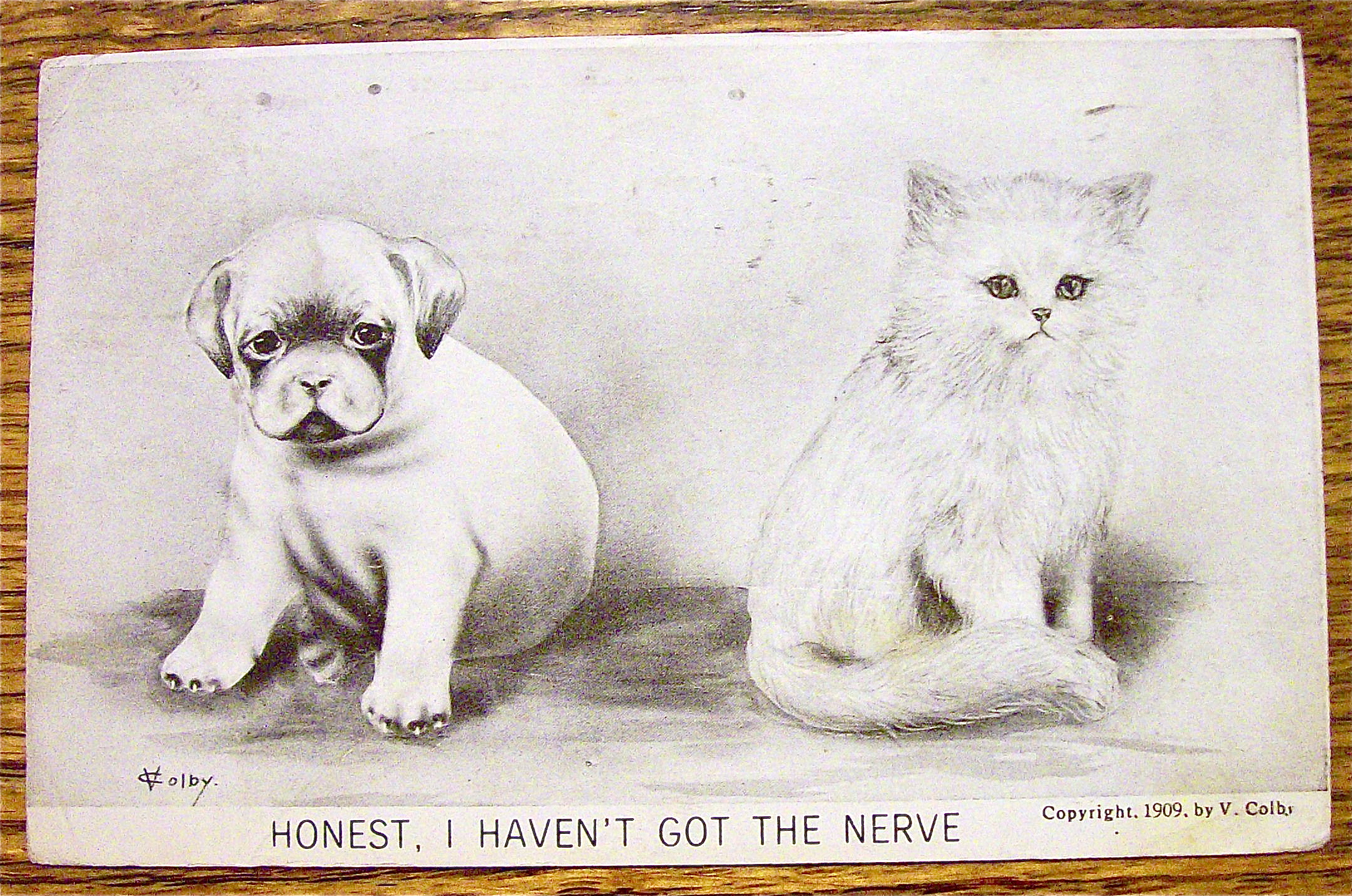A Cat And Dog Sitting Side By Side Postcard
