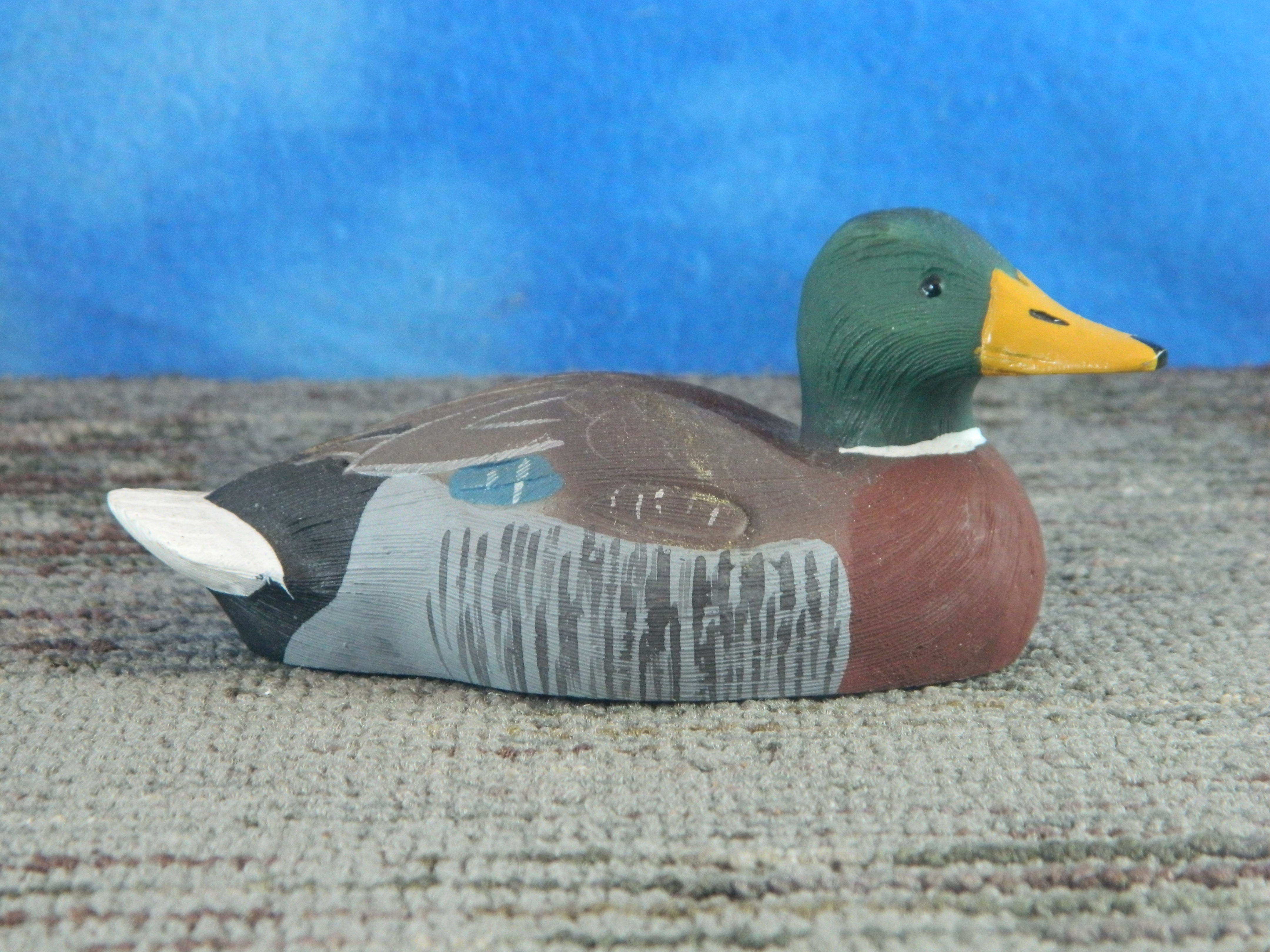 Mallard Duck Swimming