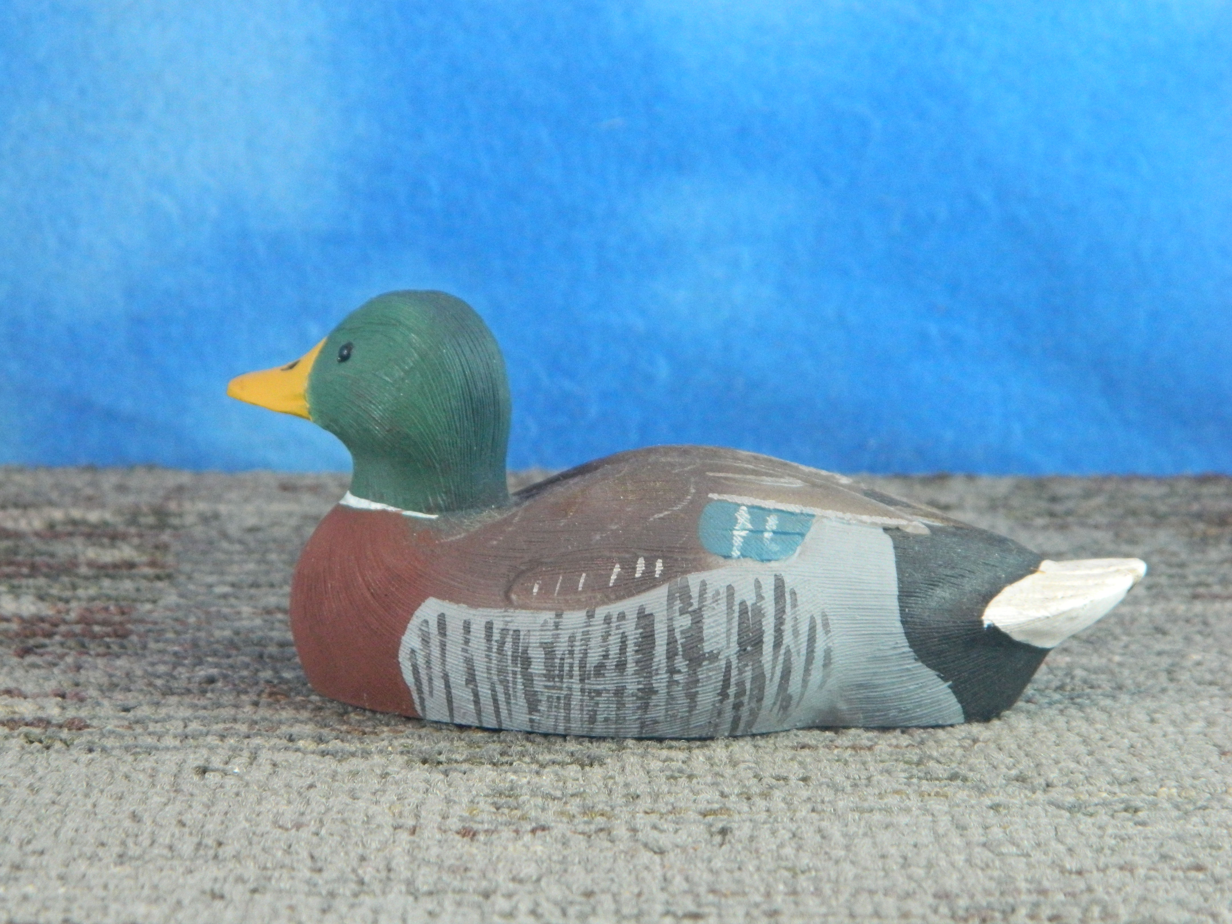 Mallard Duck Swimming