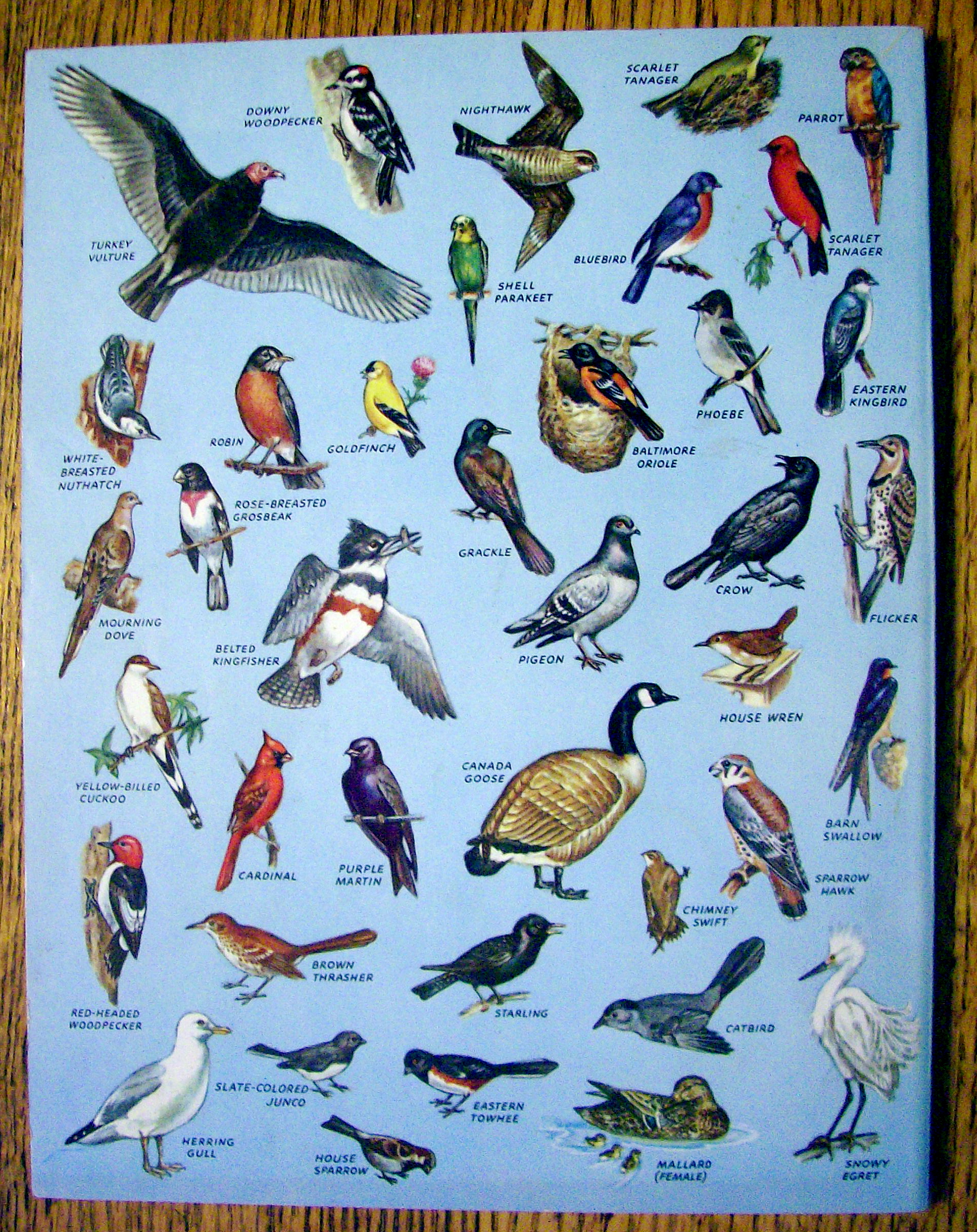 Birds Coloring Book 1956 (80 Pages Of Birds To Color)