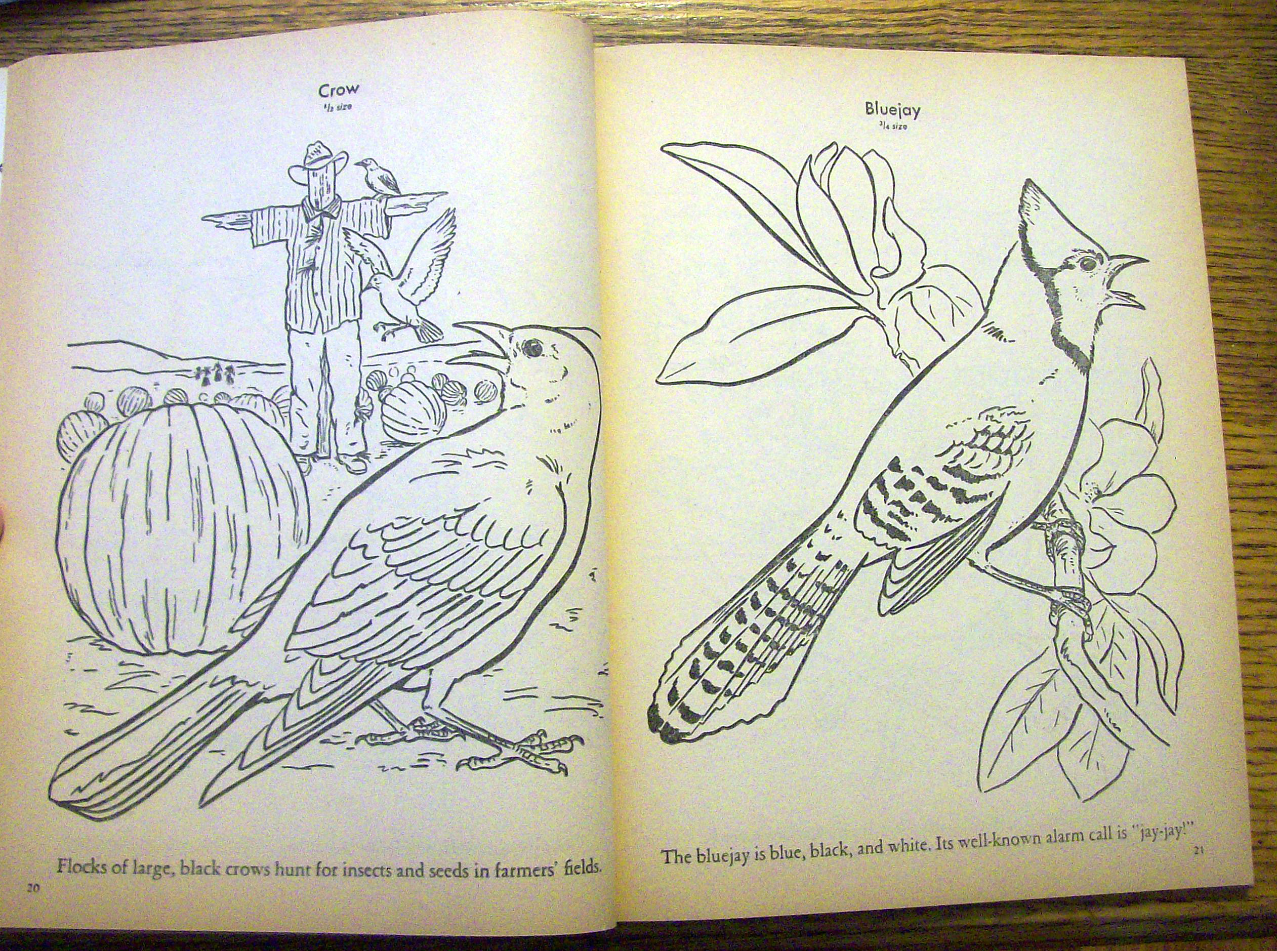 Birds Coloring Book 1956 (80 Pages Of Birds To Color)