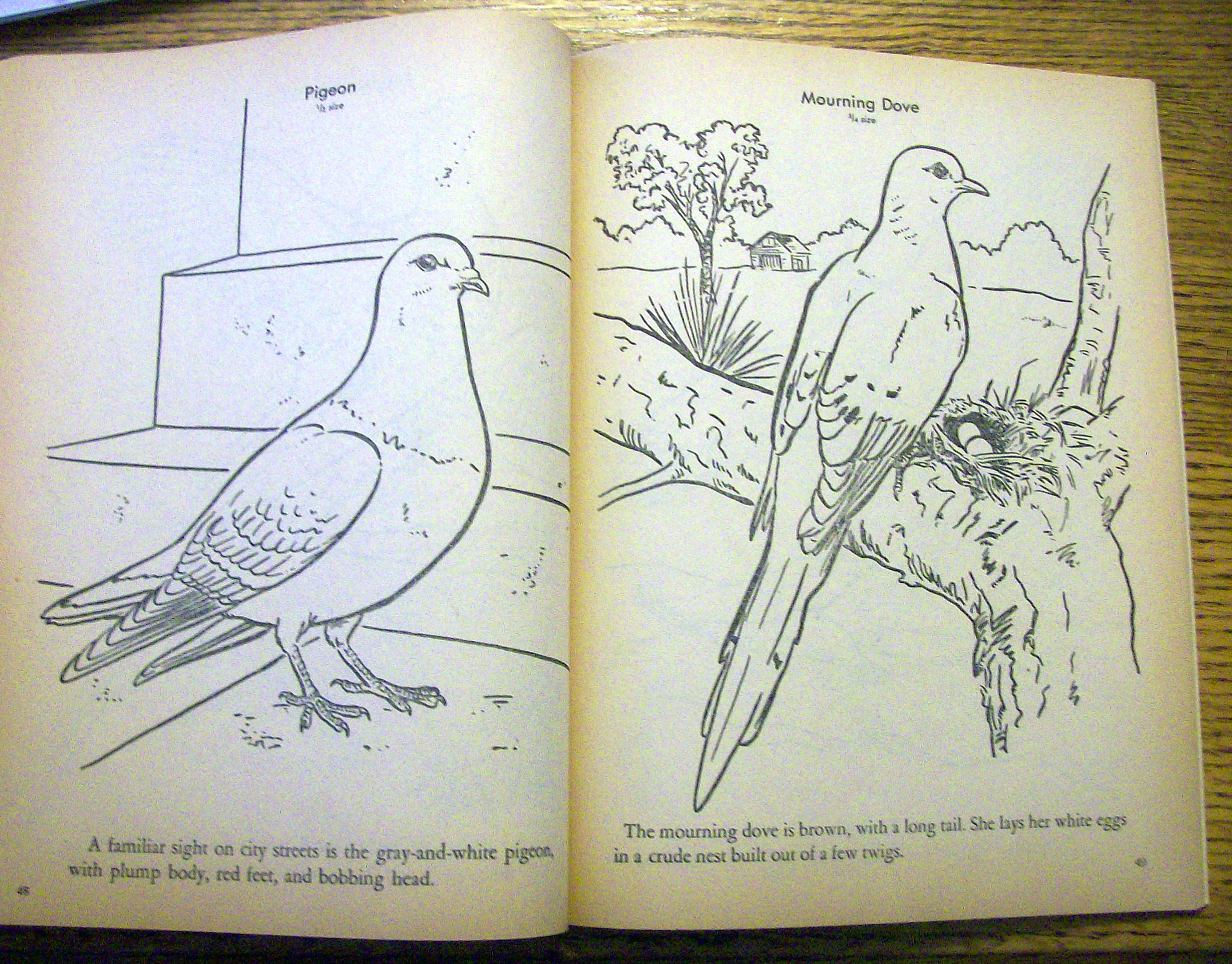 Birds Coloring Book 1956 (80 Pages Of Birds To Color)
