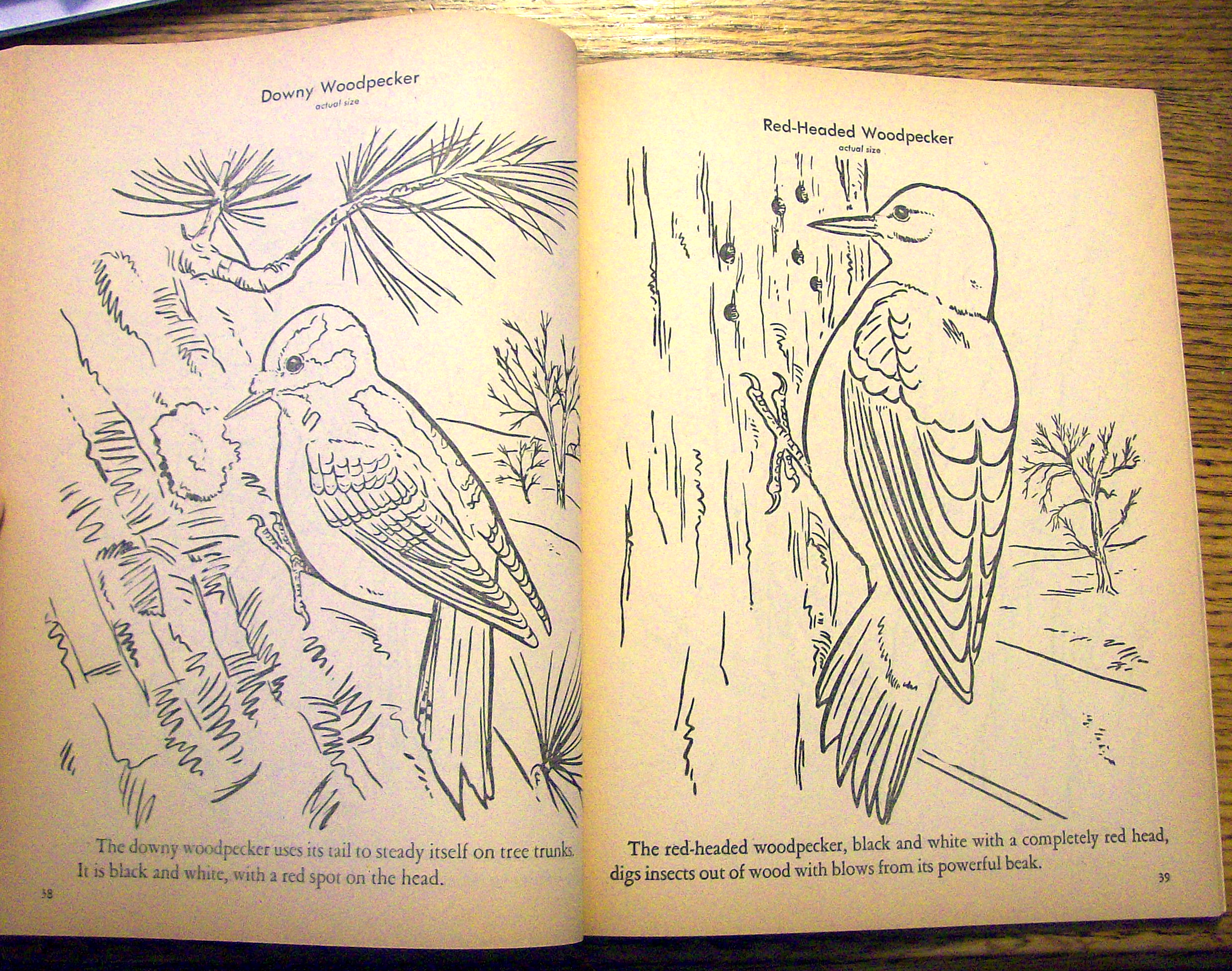 Birds Coloring Book 1956 (80 Pages Of Birds To Color)
