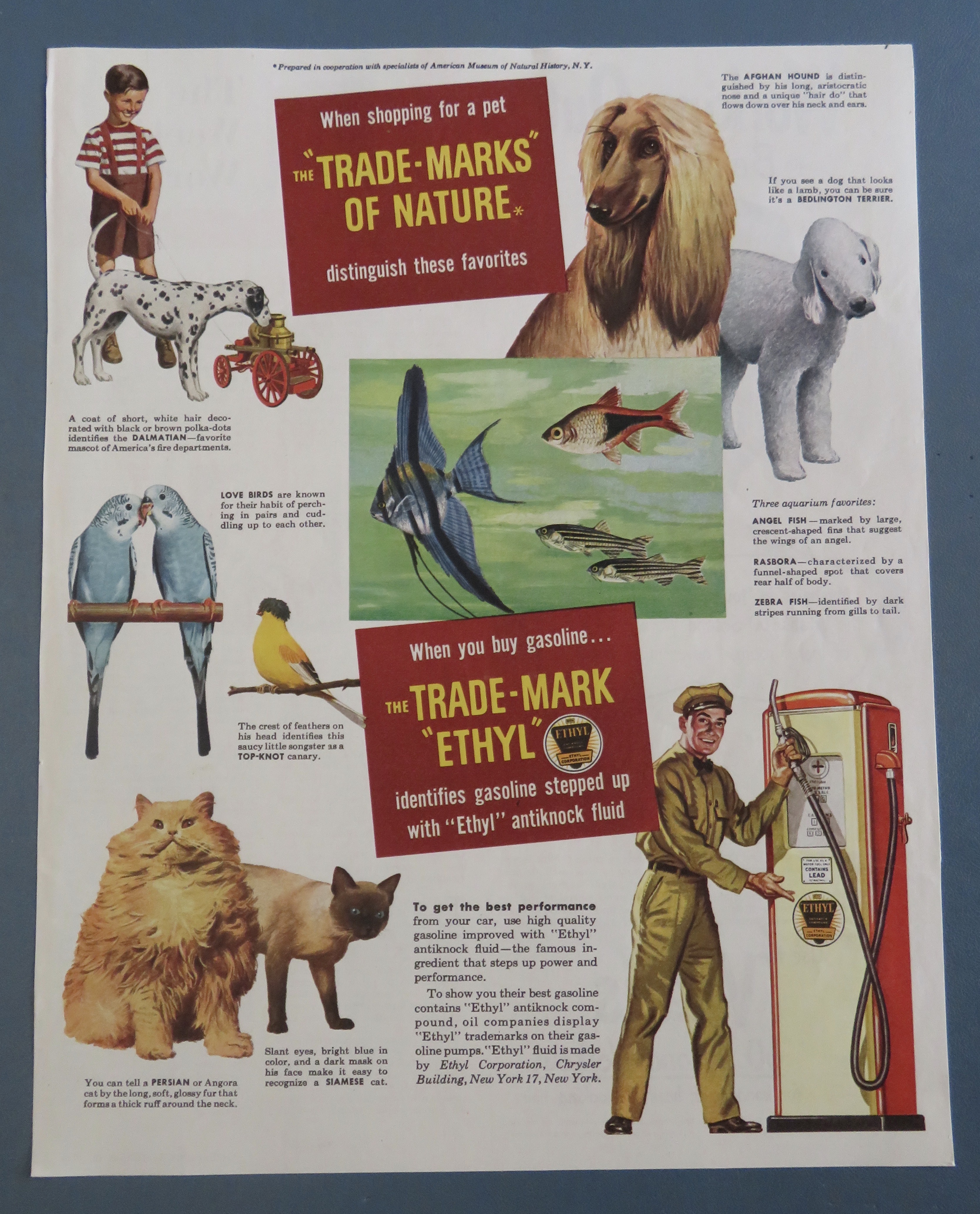 1940's Ethyl Gasoline with Dogs, Cats, Birds & Fish