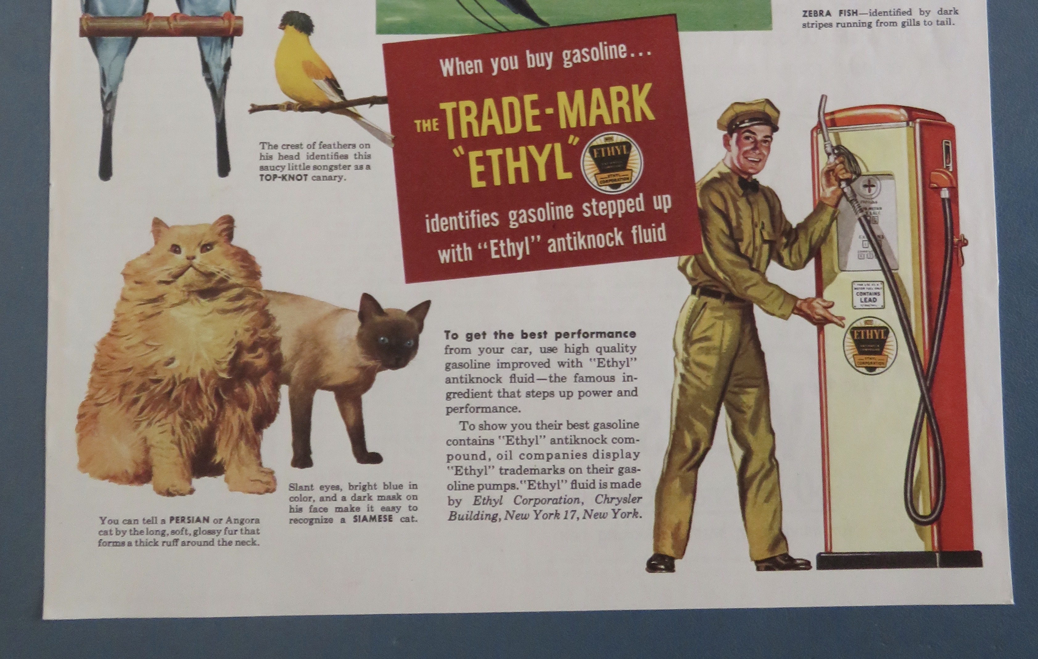 1940's Ethyl Gasoline with Dogs, Cats, Birds & Fish