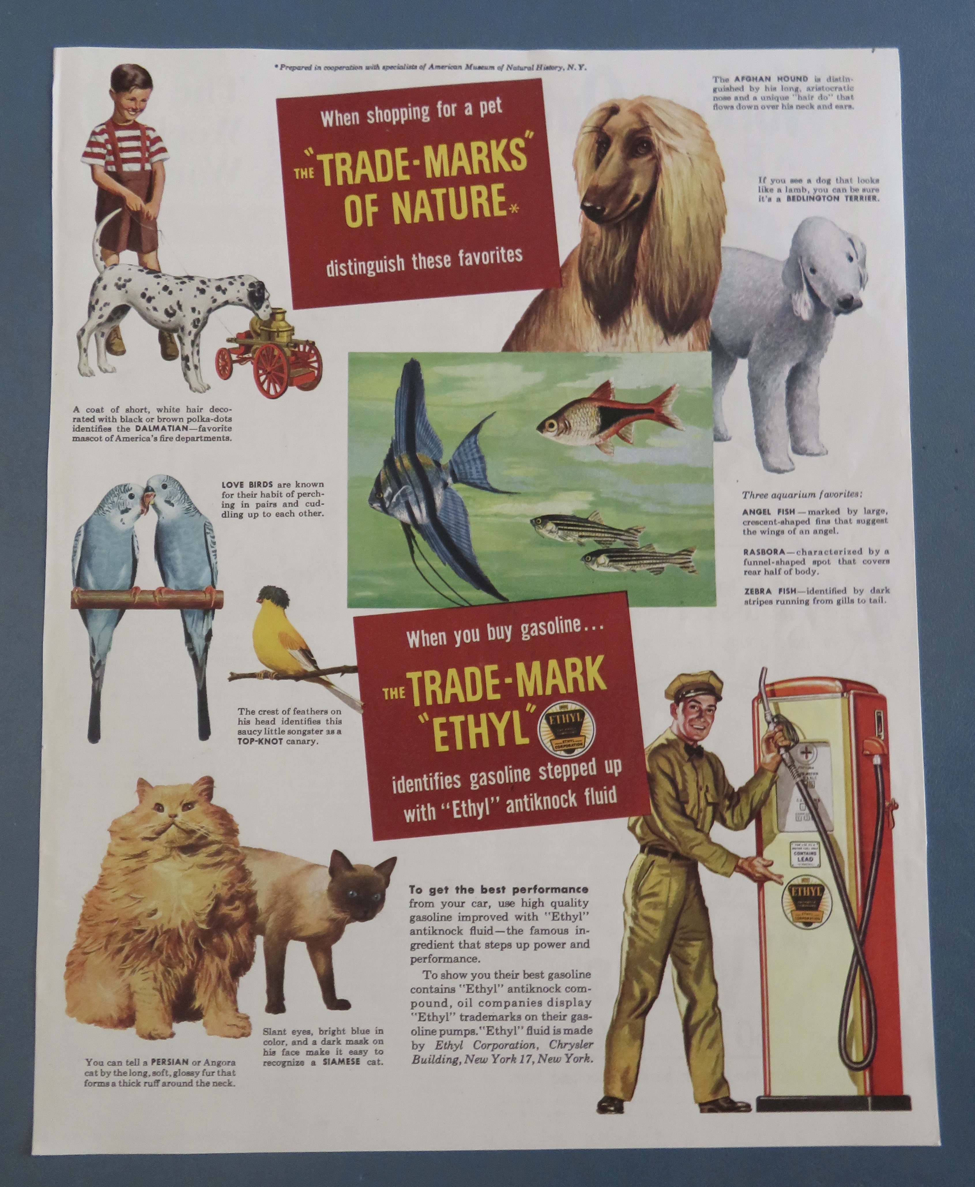 1940's Ethyl Gasoline with Dogs, Cats, Birds & Fish