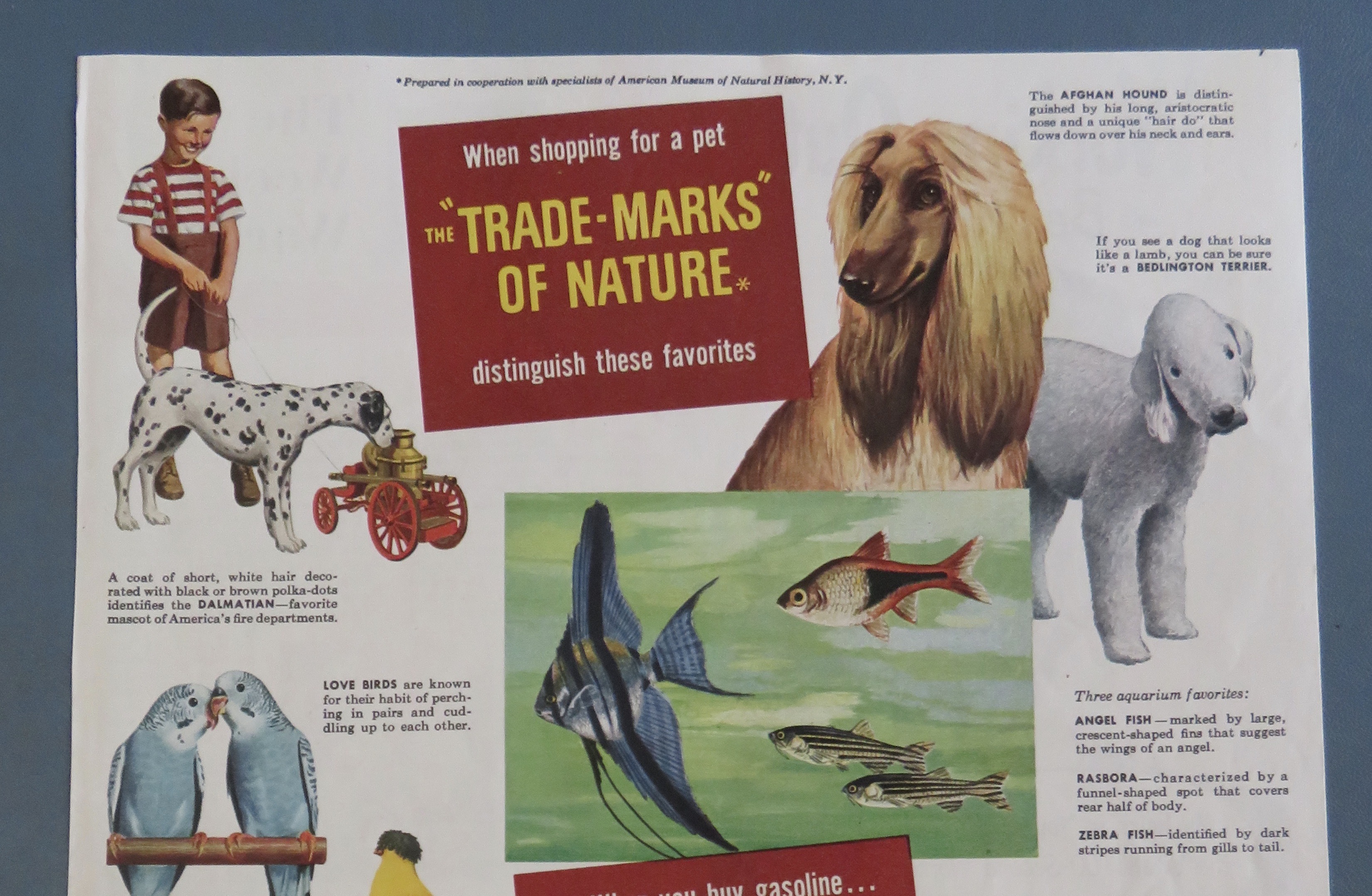 1940's Ethyl Gasoline with Dogs, Cats, Birds & Fish