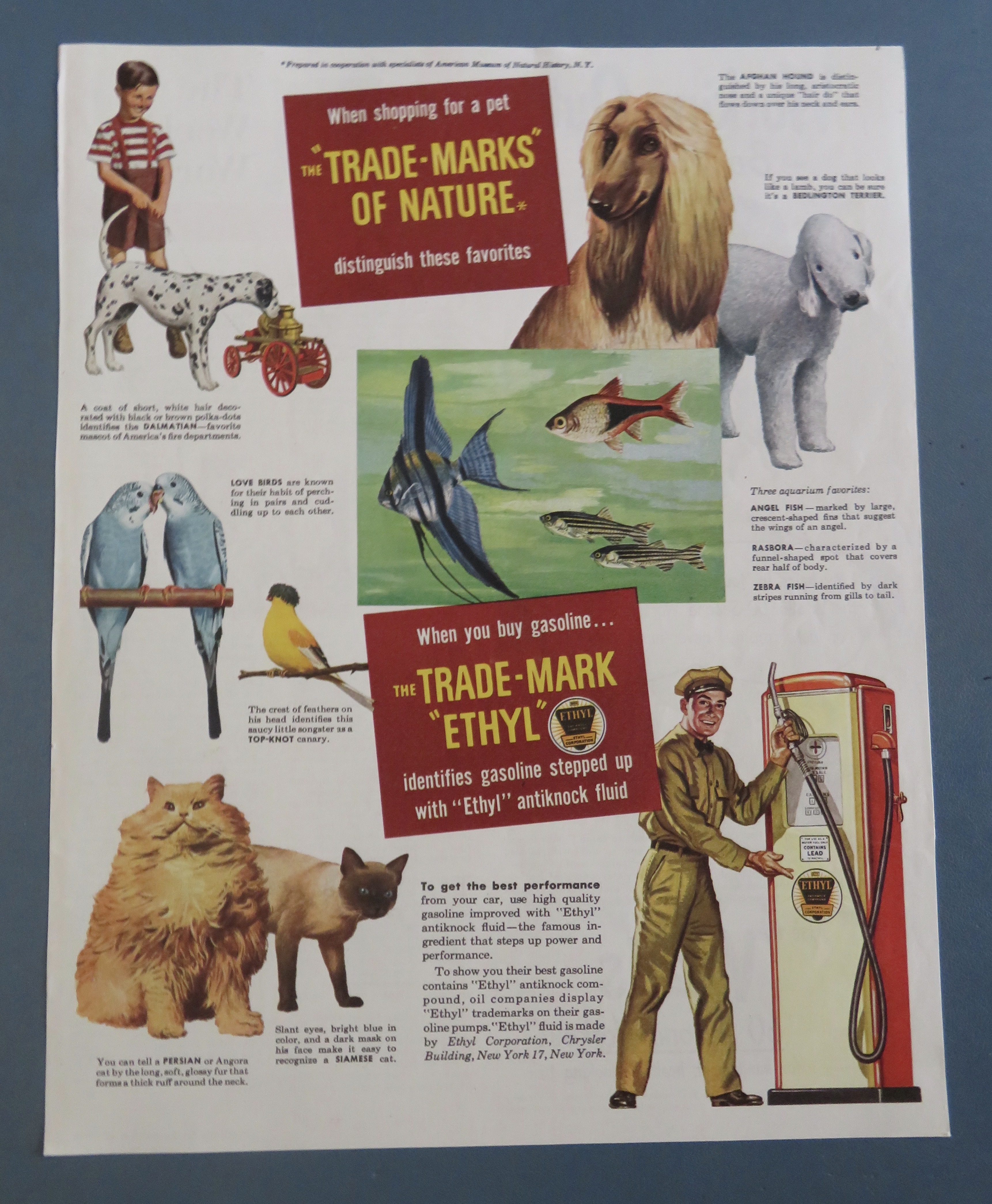 1940's Ethyl Gasoline with Dogs, Cats, Birds & Fish
