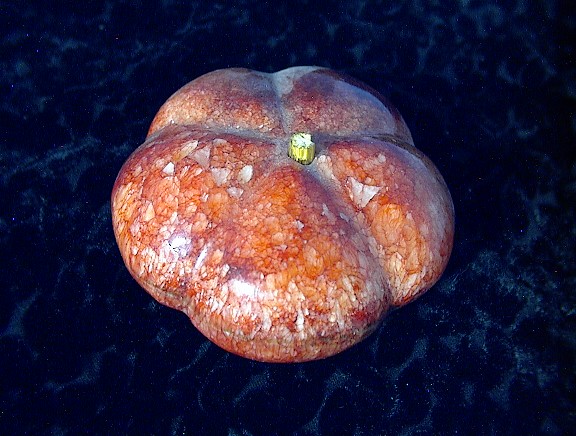 Paperweight Marble Apple Tomato Fruit ???