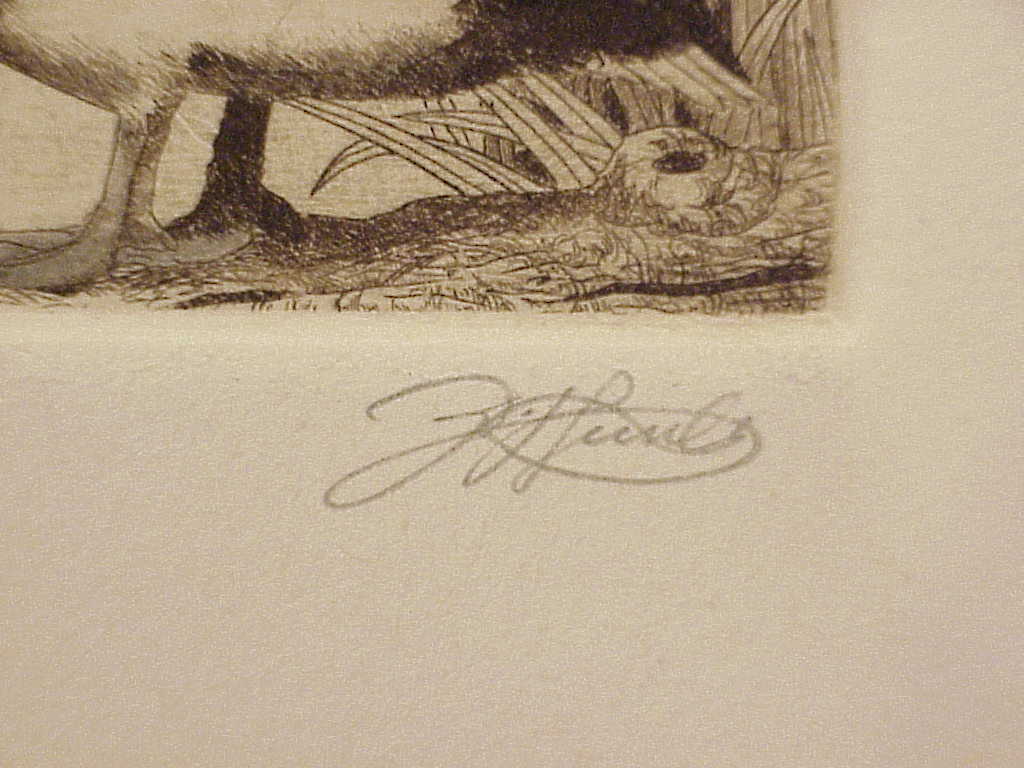 David Hunter Greater Scamp Duck Etching Picture