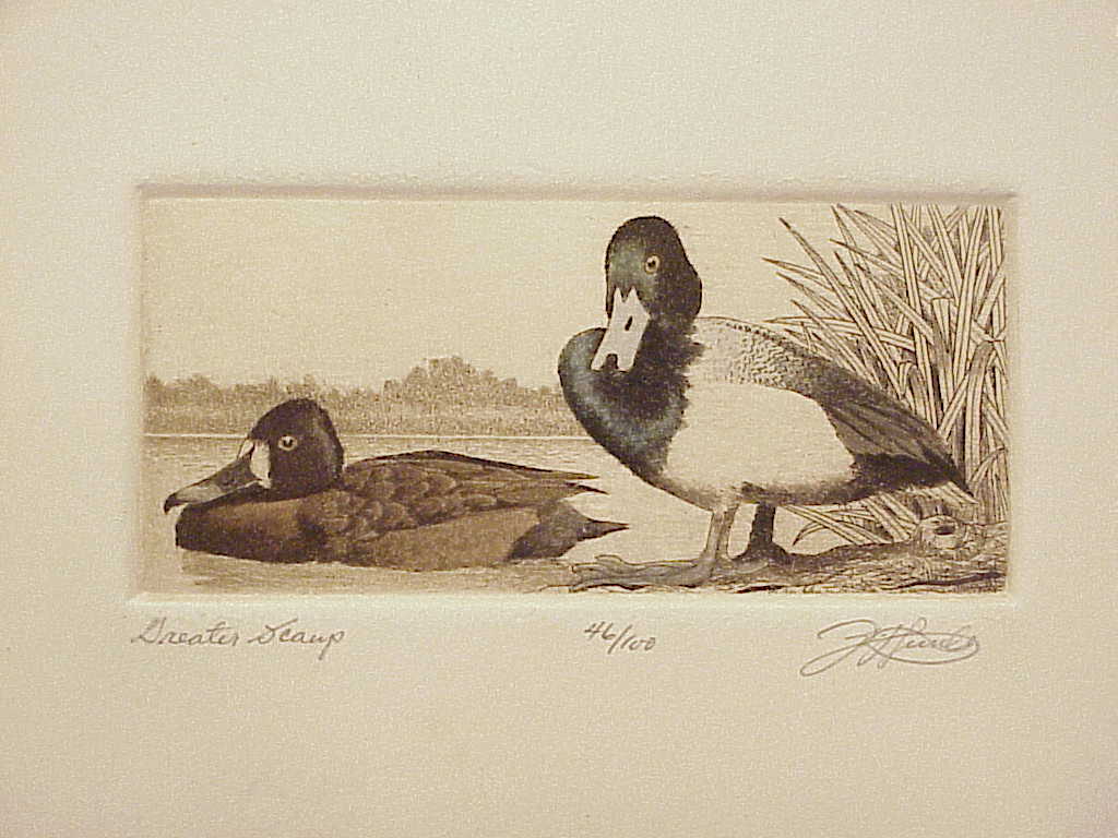 David Hunter Greater Scamp Duck Etching Picture