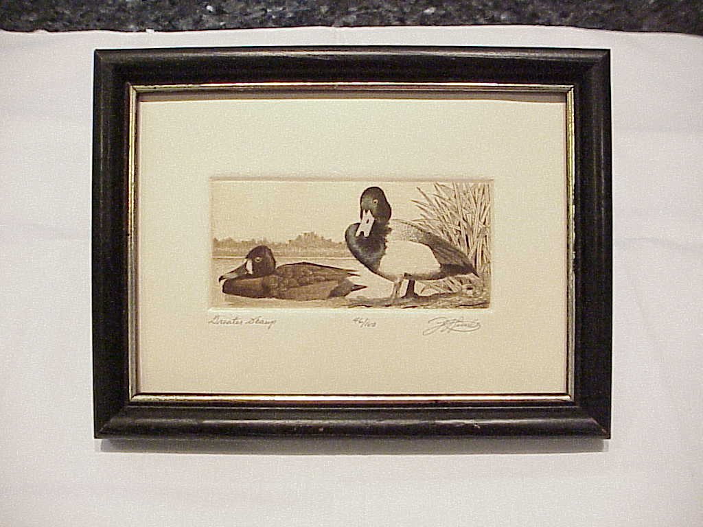 David Hunter Greater Scamp Duck Etching Picture