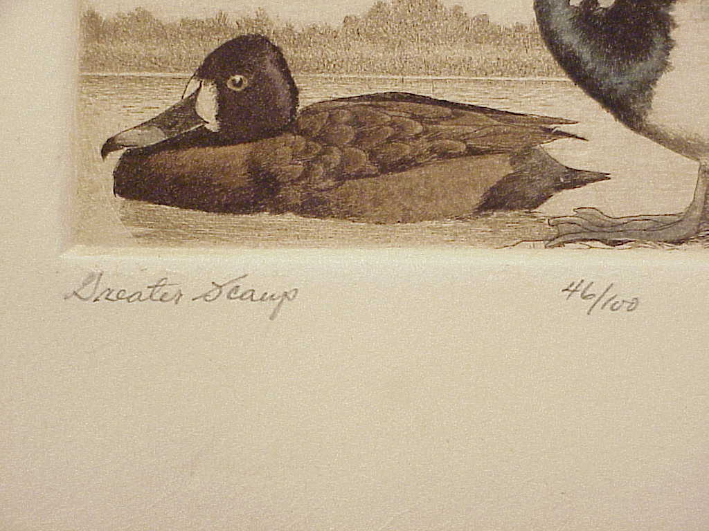 David Hunter Greater Scamp Duck Etching Picture