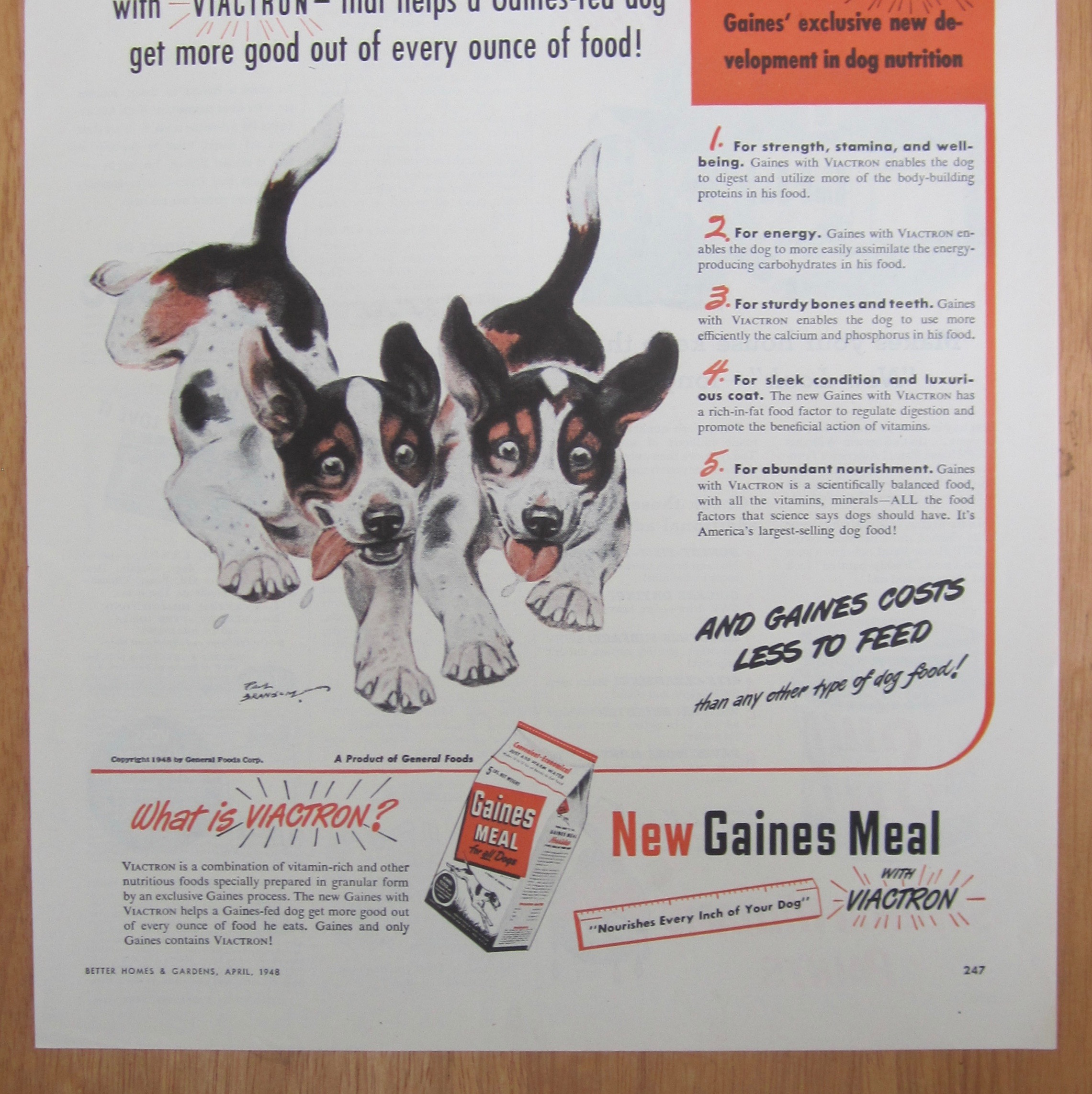 1948 Gaines Meal with Two Puppies Running