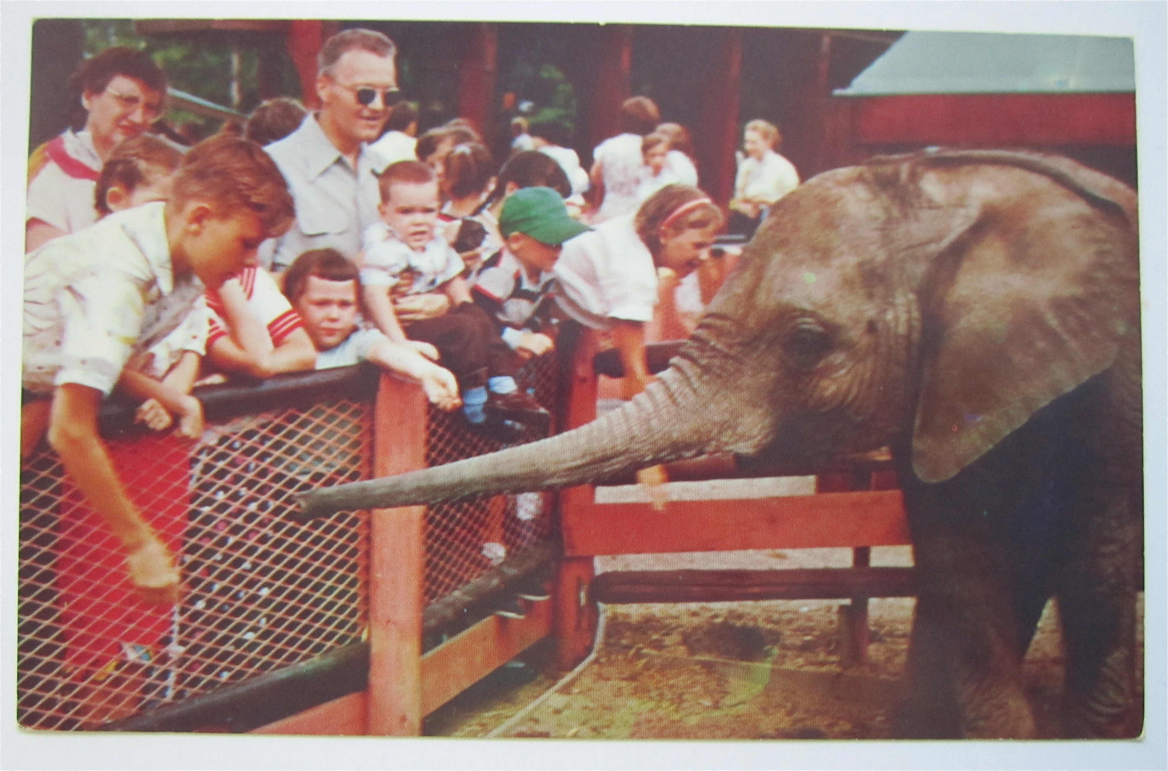 Chicago's New Zoo At Brookfield, Illinois Postcard
