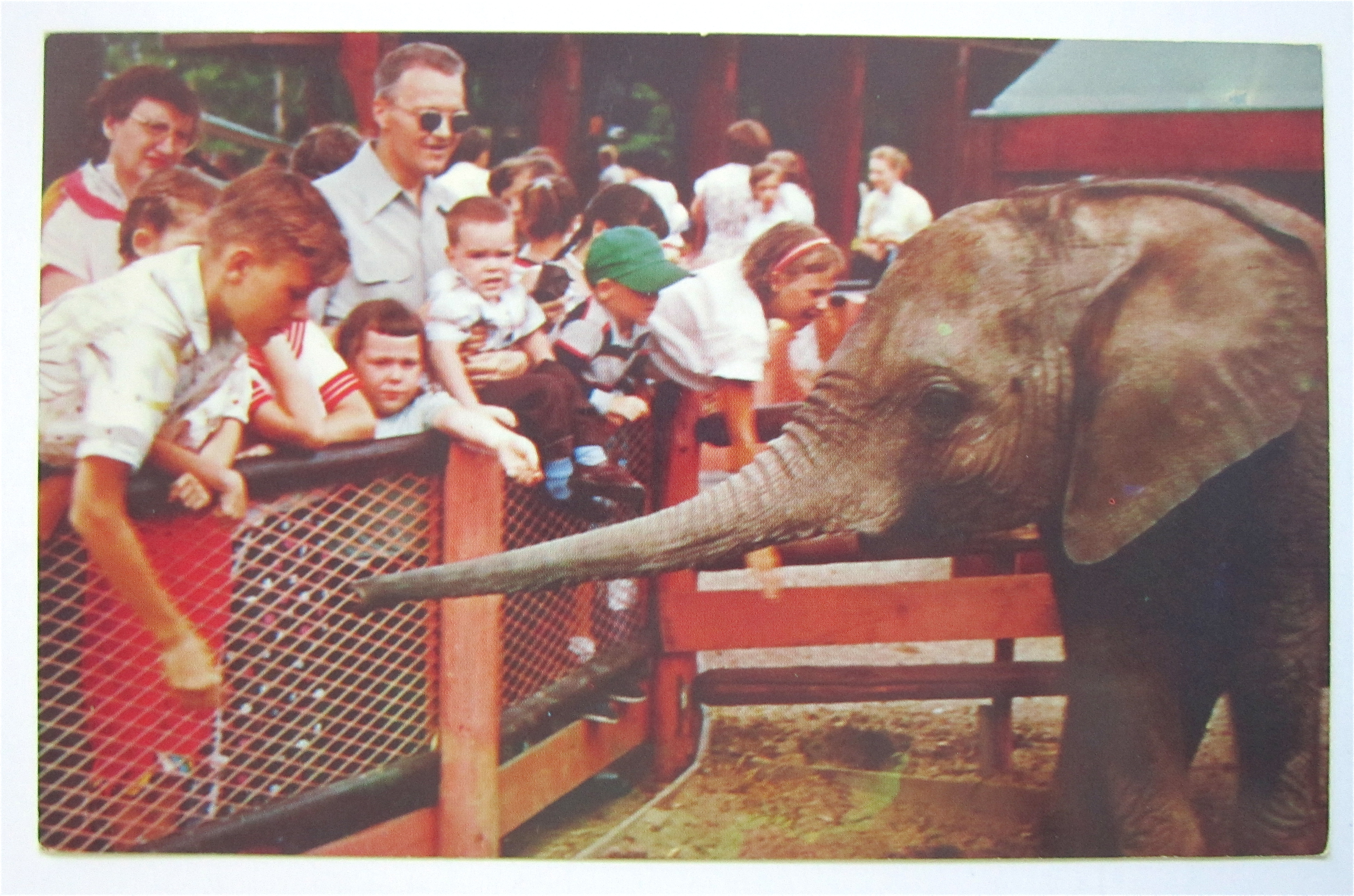 Chicago's New Zoo At Brookfield, Illinois Postcard
