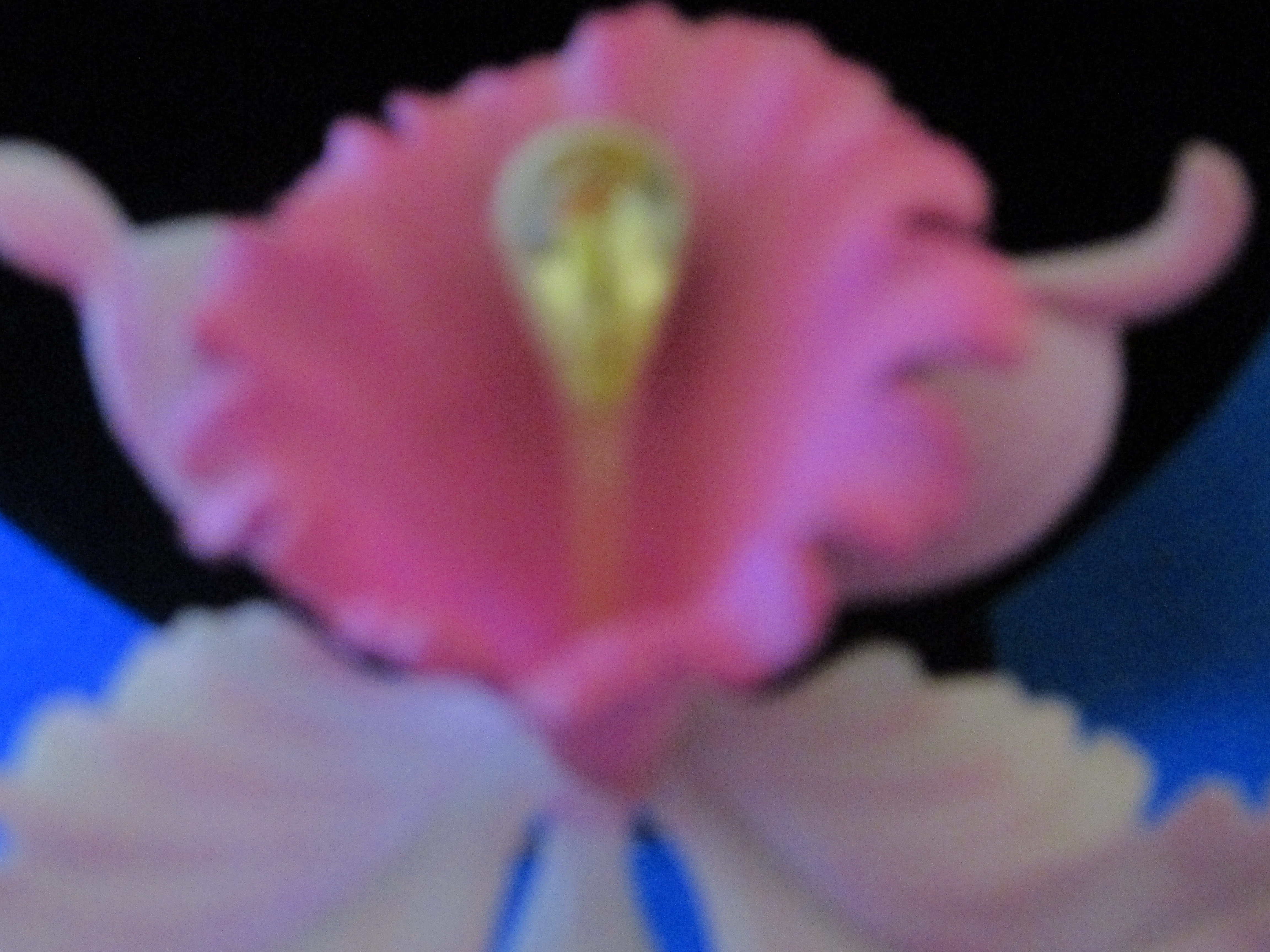 Plastic Iris Brooch