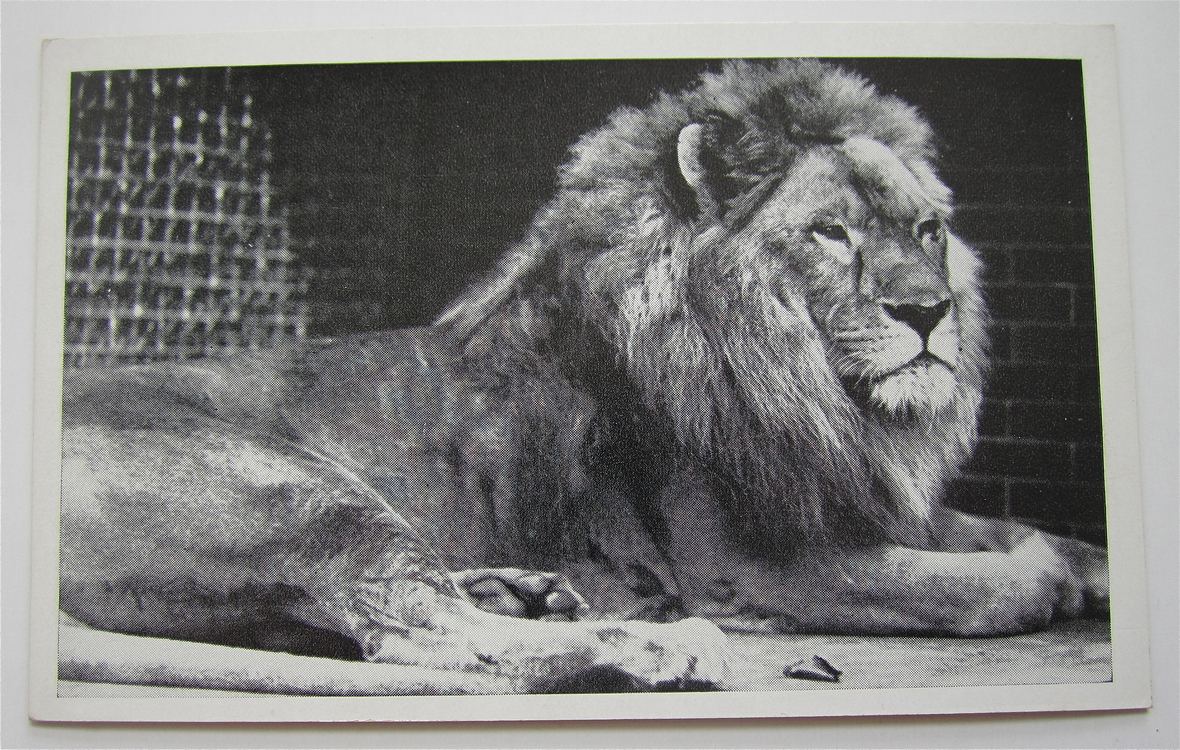 African Lion Dillinger Laying Down Postcard