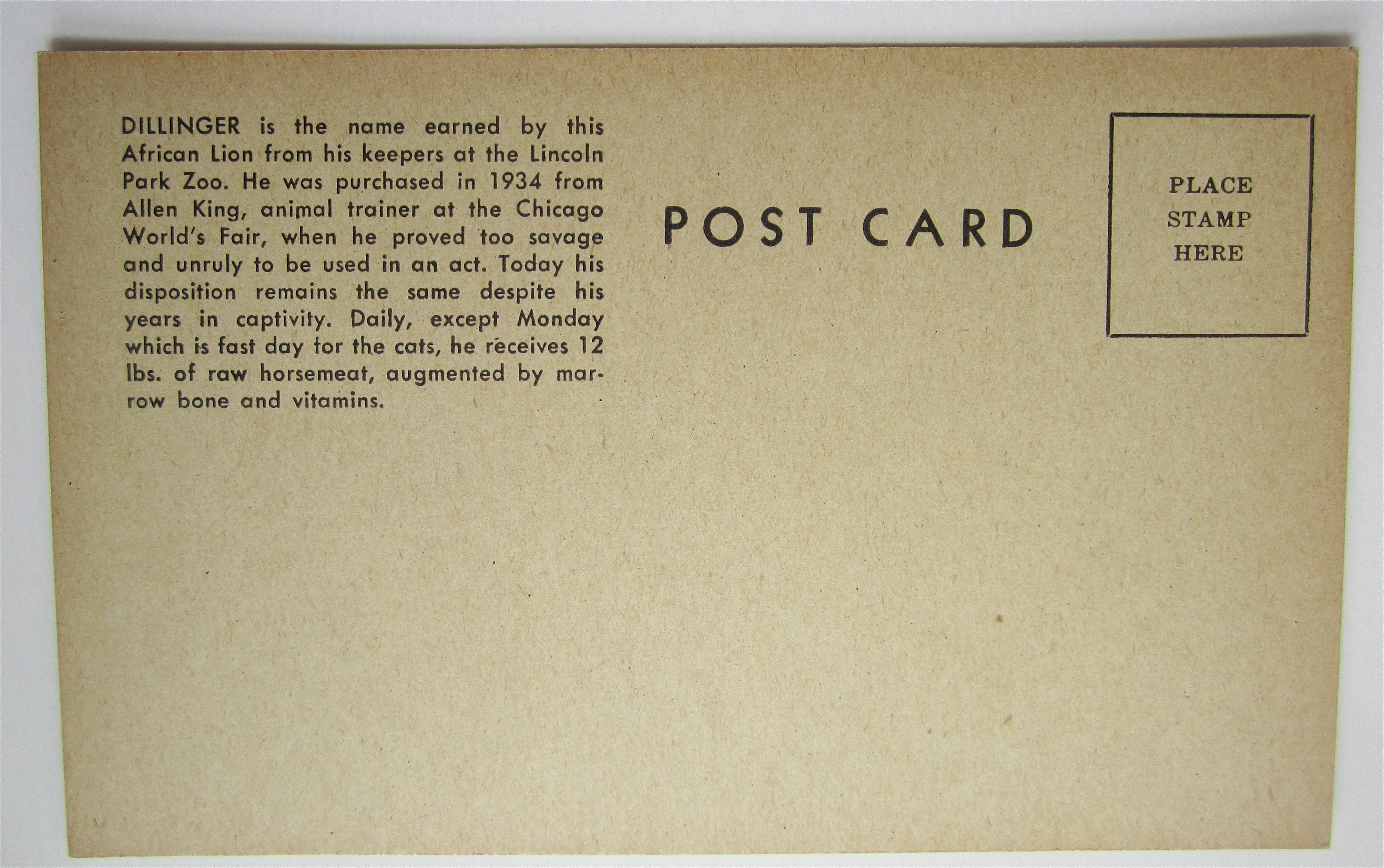 African Lion Dillinger Laying Down Postcard