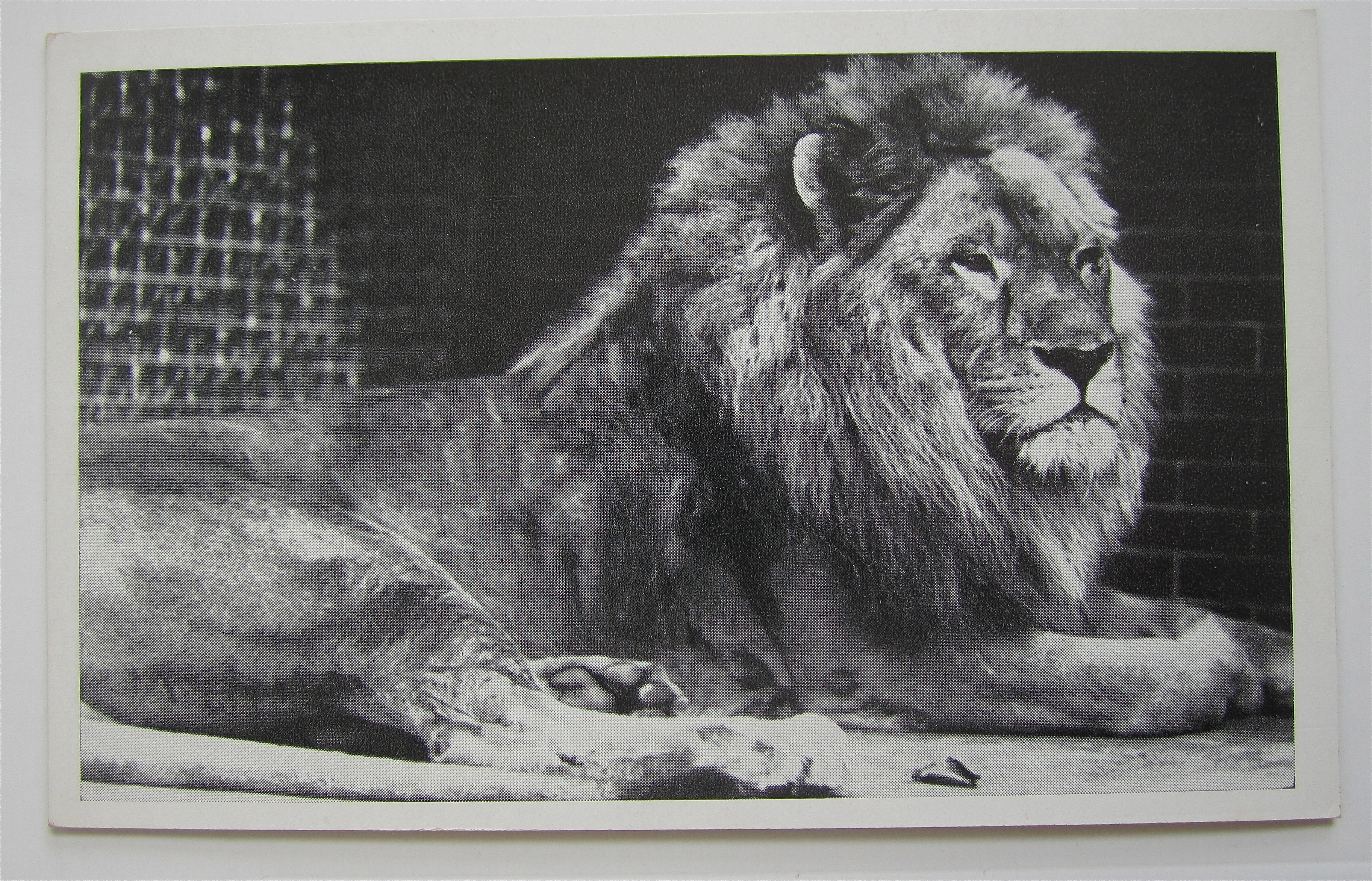 African Lion Dillinger Laying Down Postcard