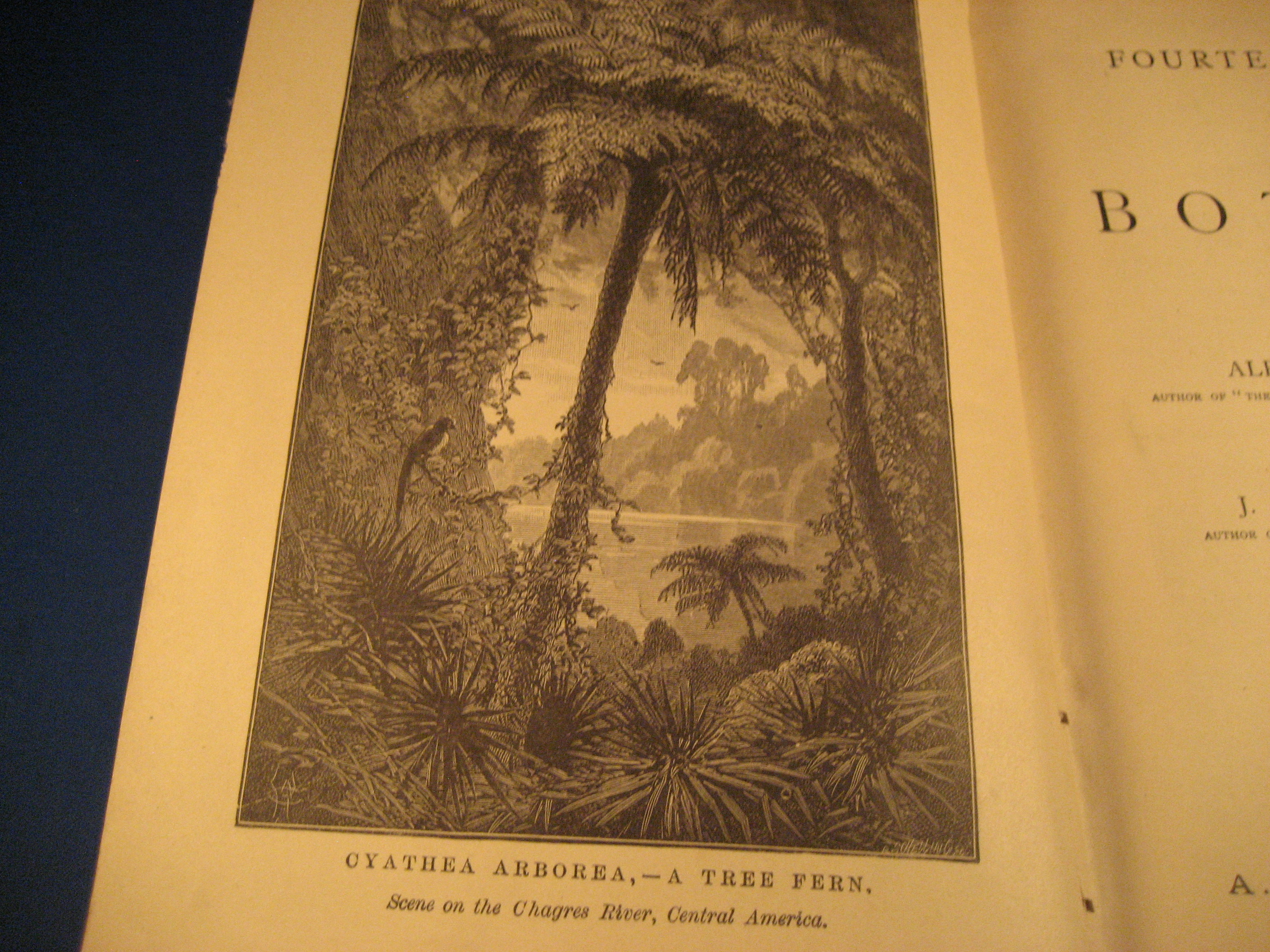 Fourteen Weeks in Botany by Alphonso Wood, A.M.