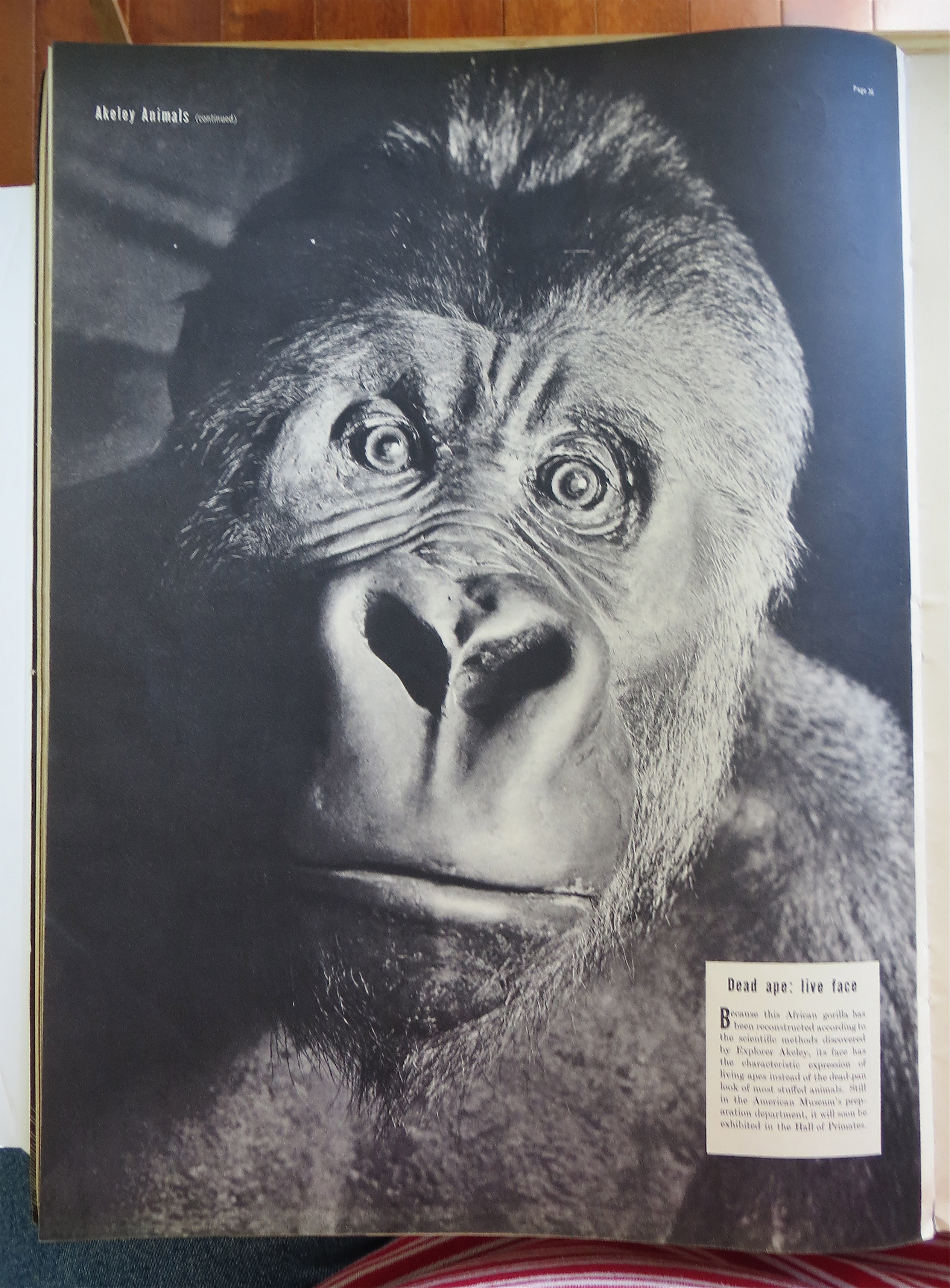 Life Magazine January 10, 1938 Koalas