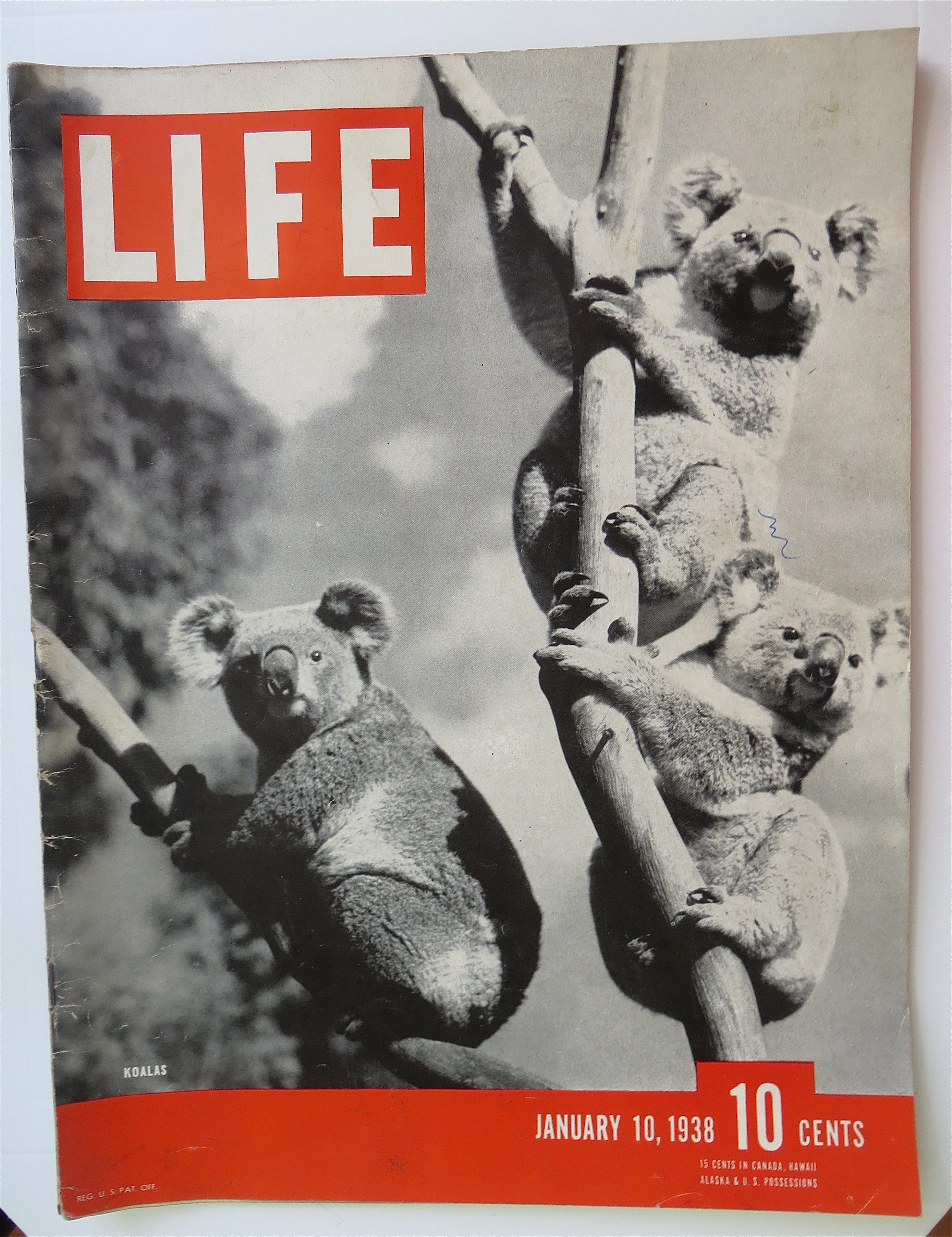 Life Magazine January 10, 1938 Koalas