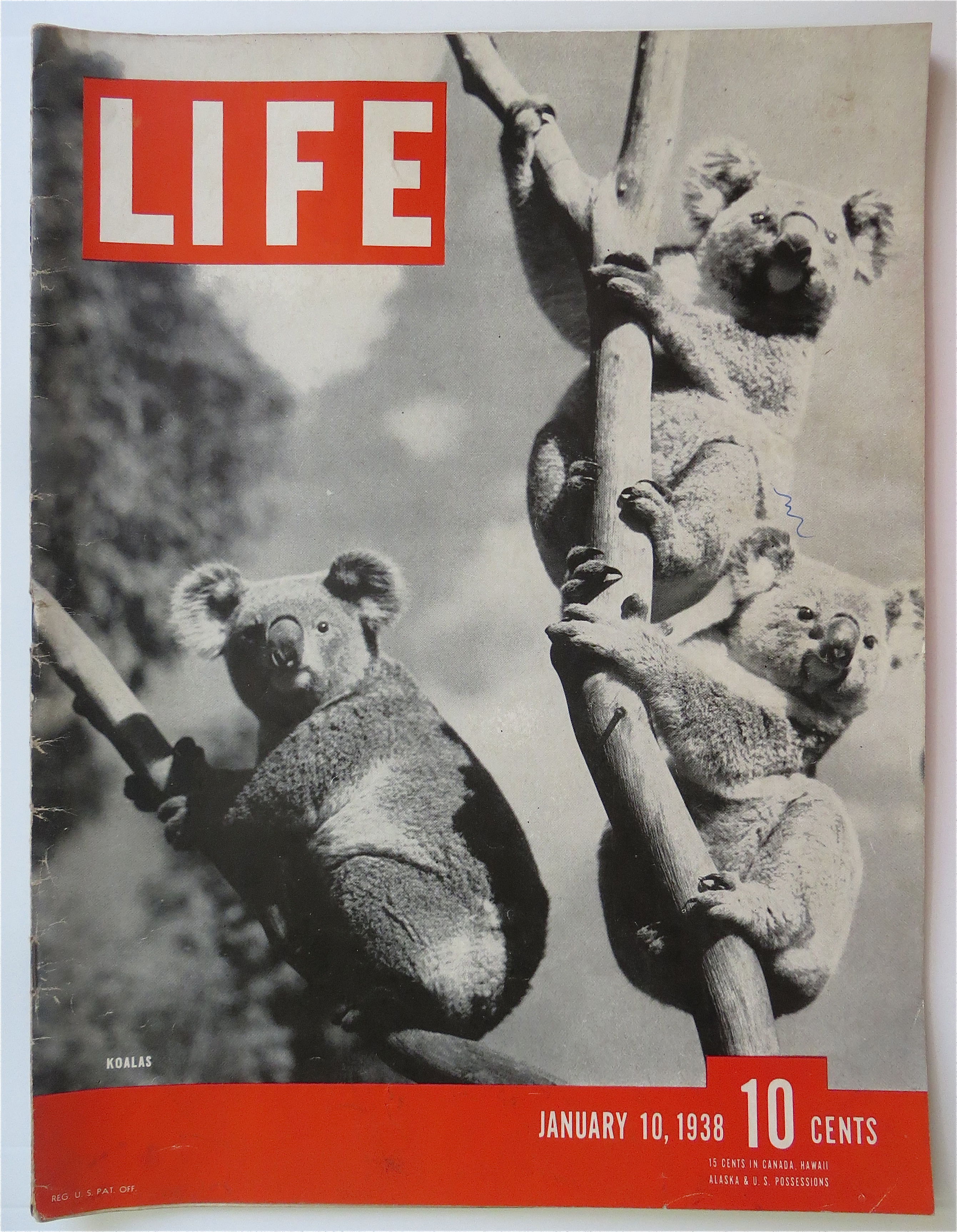 Life Magazine January 10, 1938 Koalas