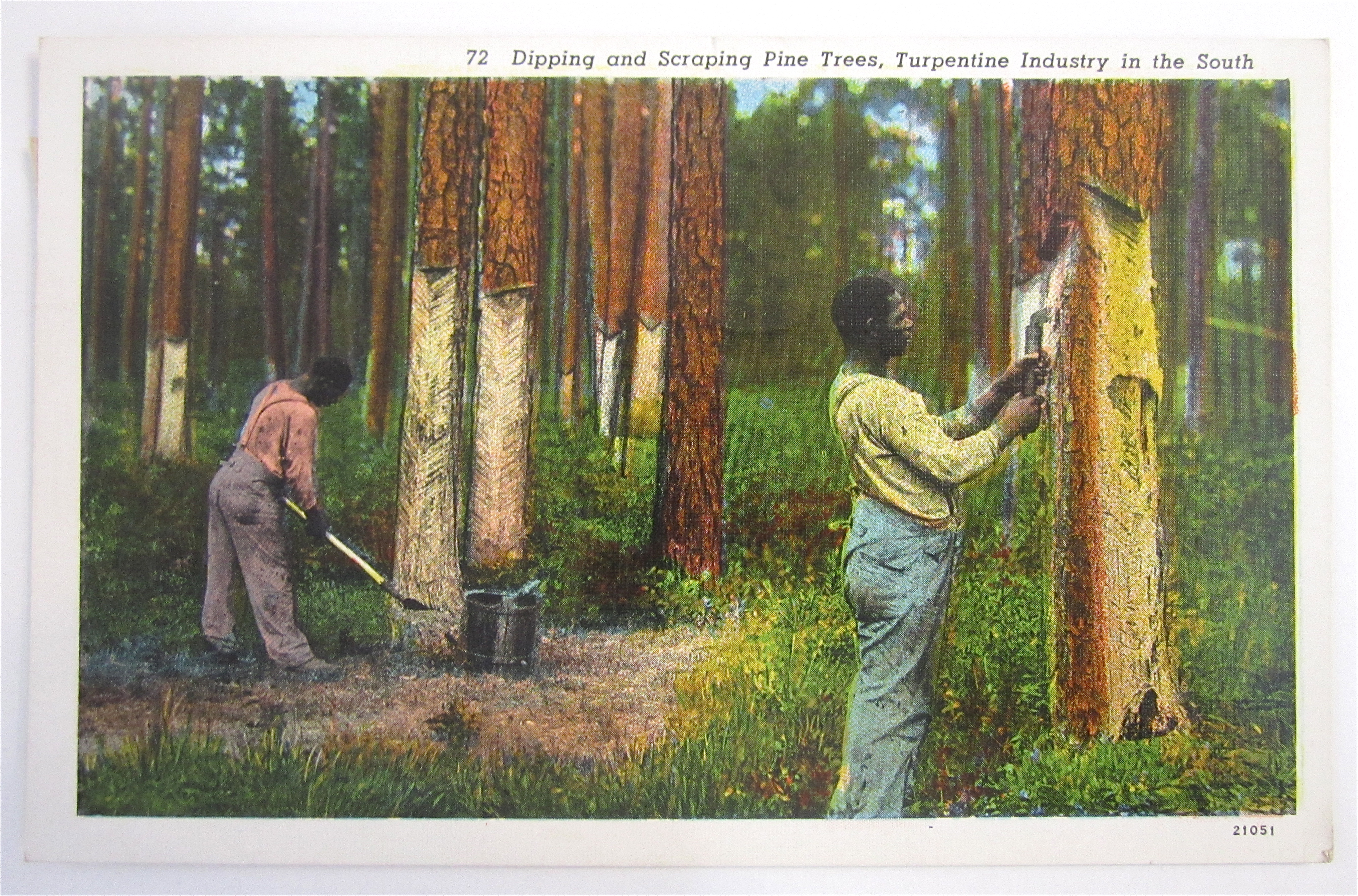 Dipping And Scraping Pine Trees Postcard