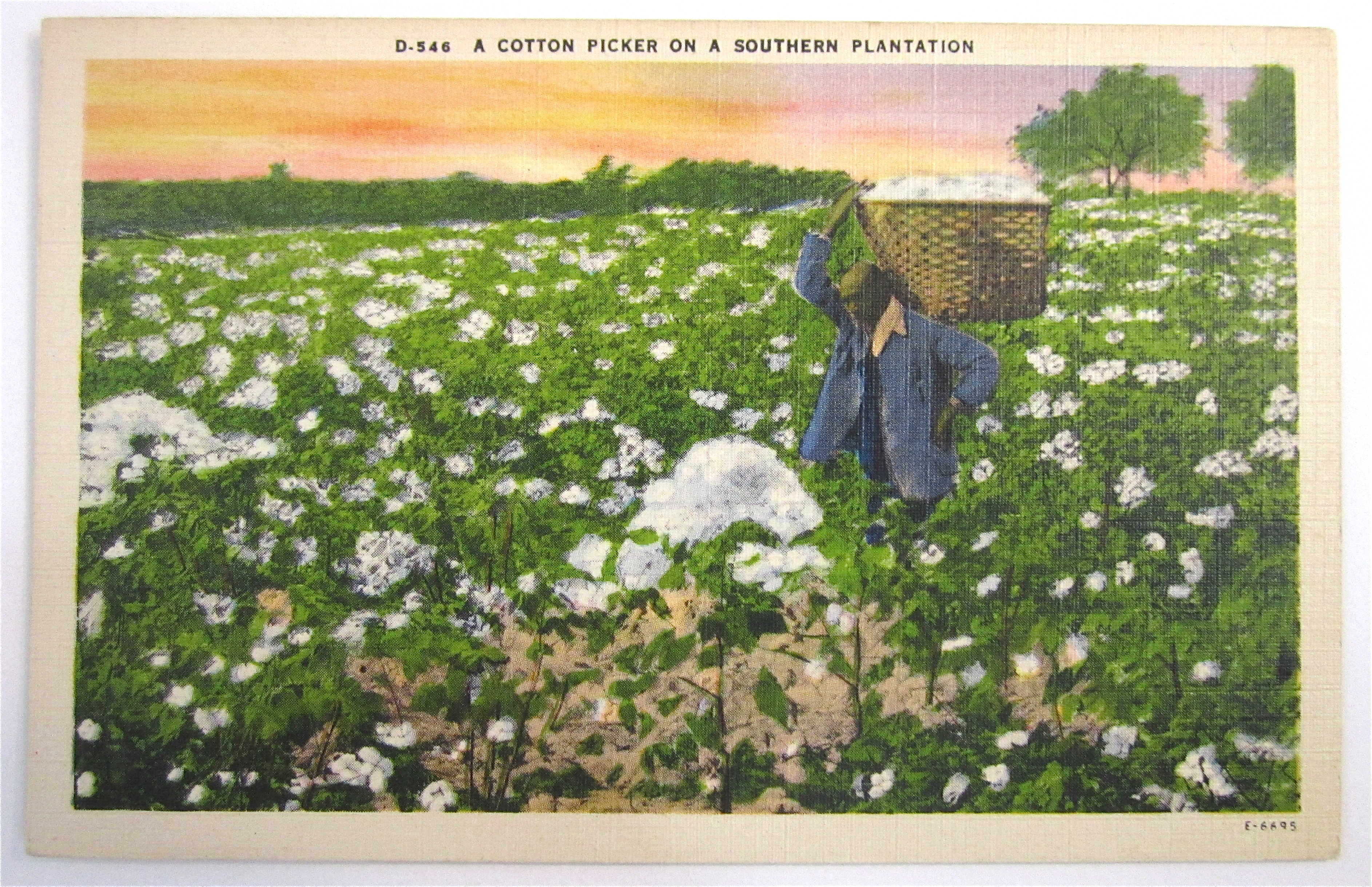 Cotton Picker On Southern Plantation Postcard