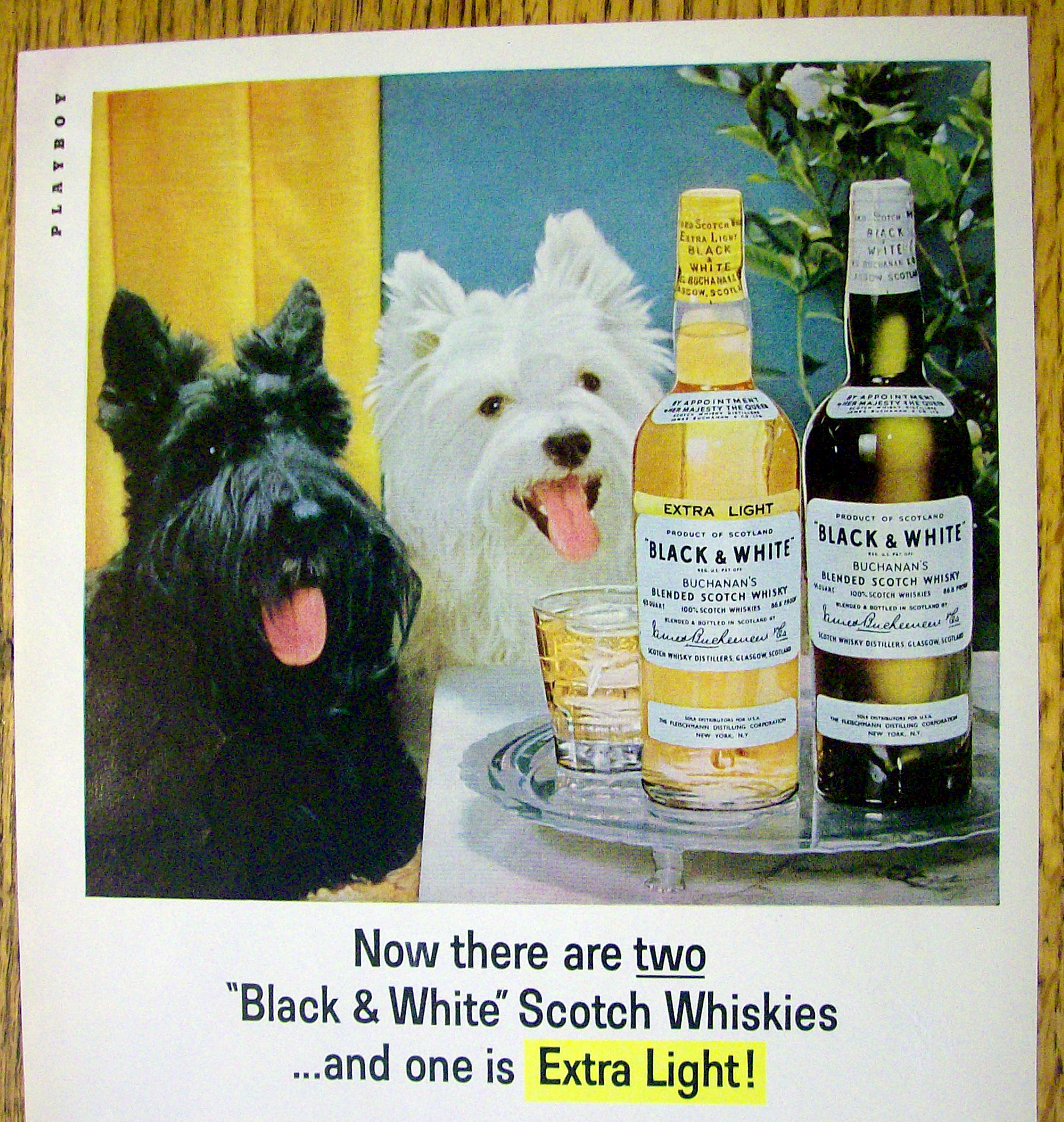 1965 Black and White Whiskey w/ Black & White Scotties