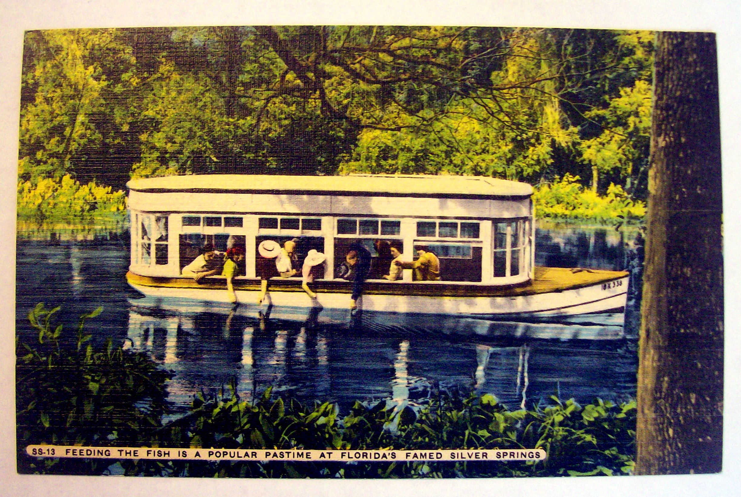 Feeding Fish At Florida Famed Silver Springs Postcard