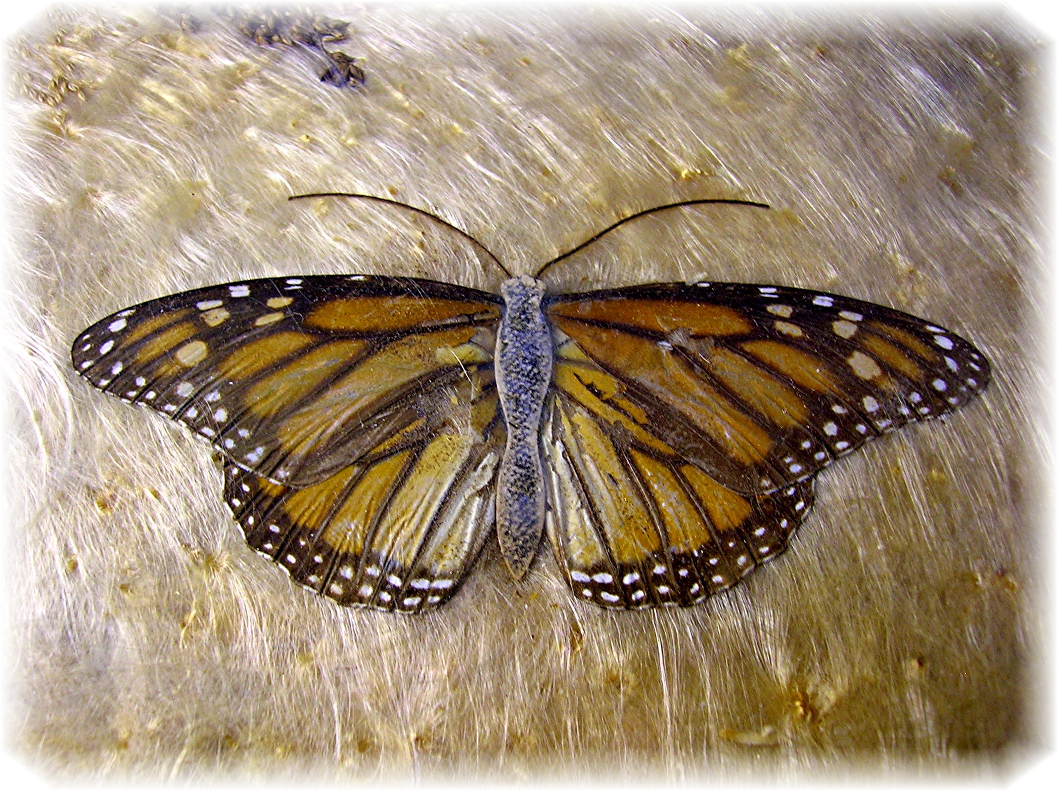Van Briggle Style Butterfly Serving Tray