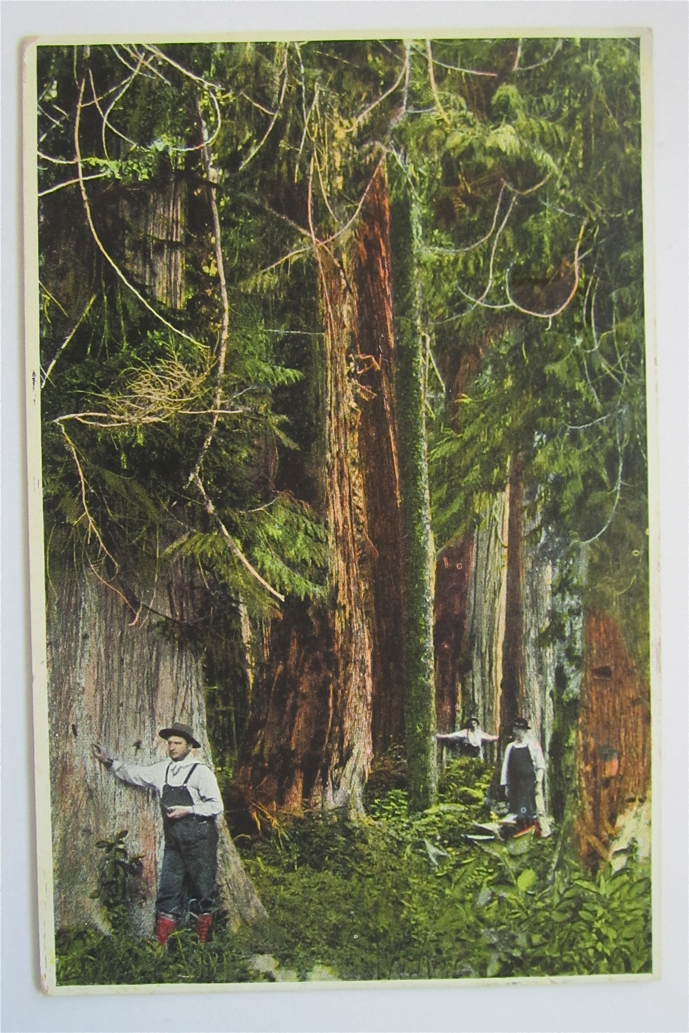 Red Cedar Forests Of British Columbia Postcard