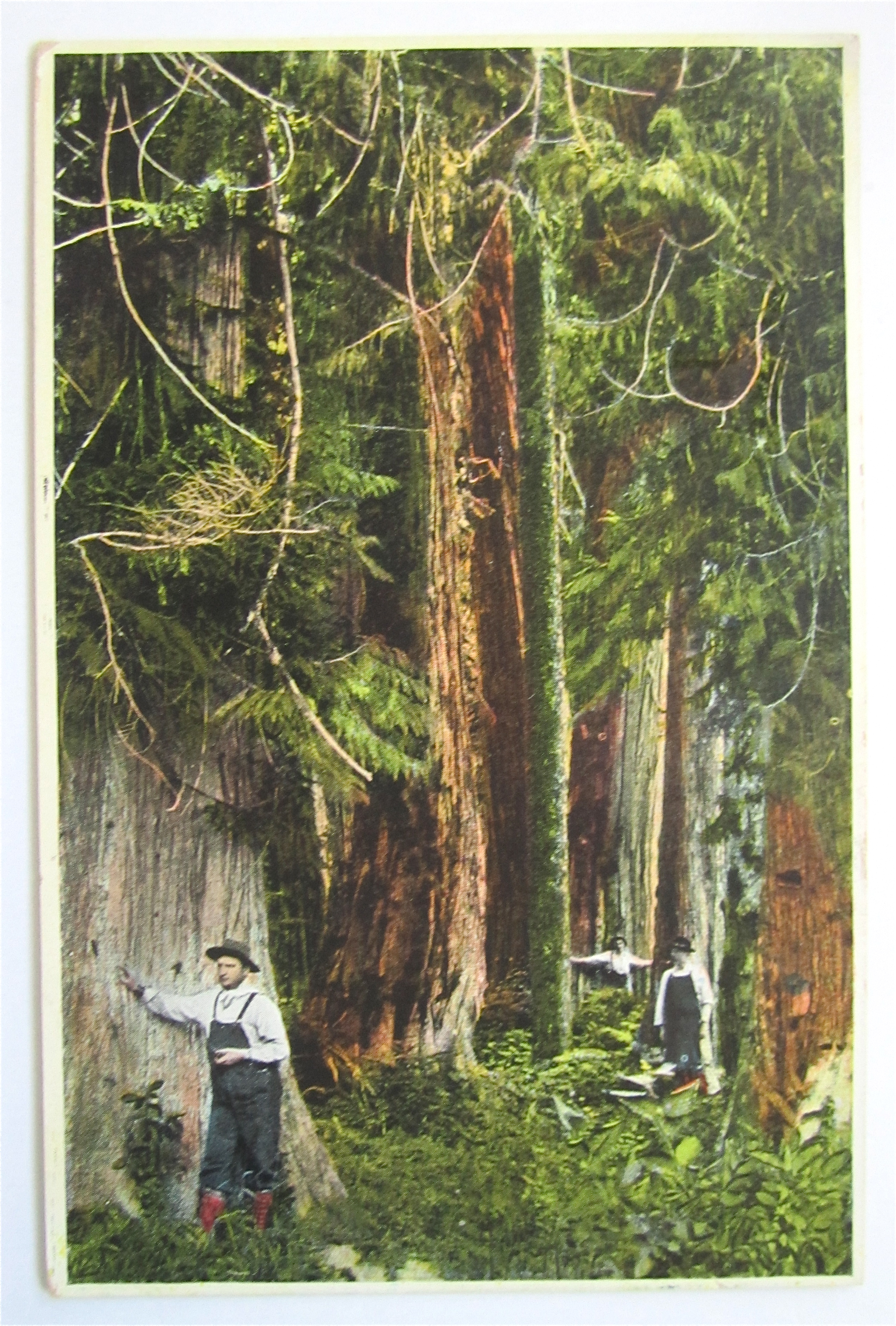 Red Cedar Forests Of British Columbia Postcard
