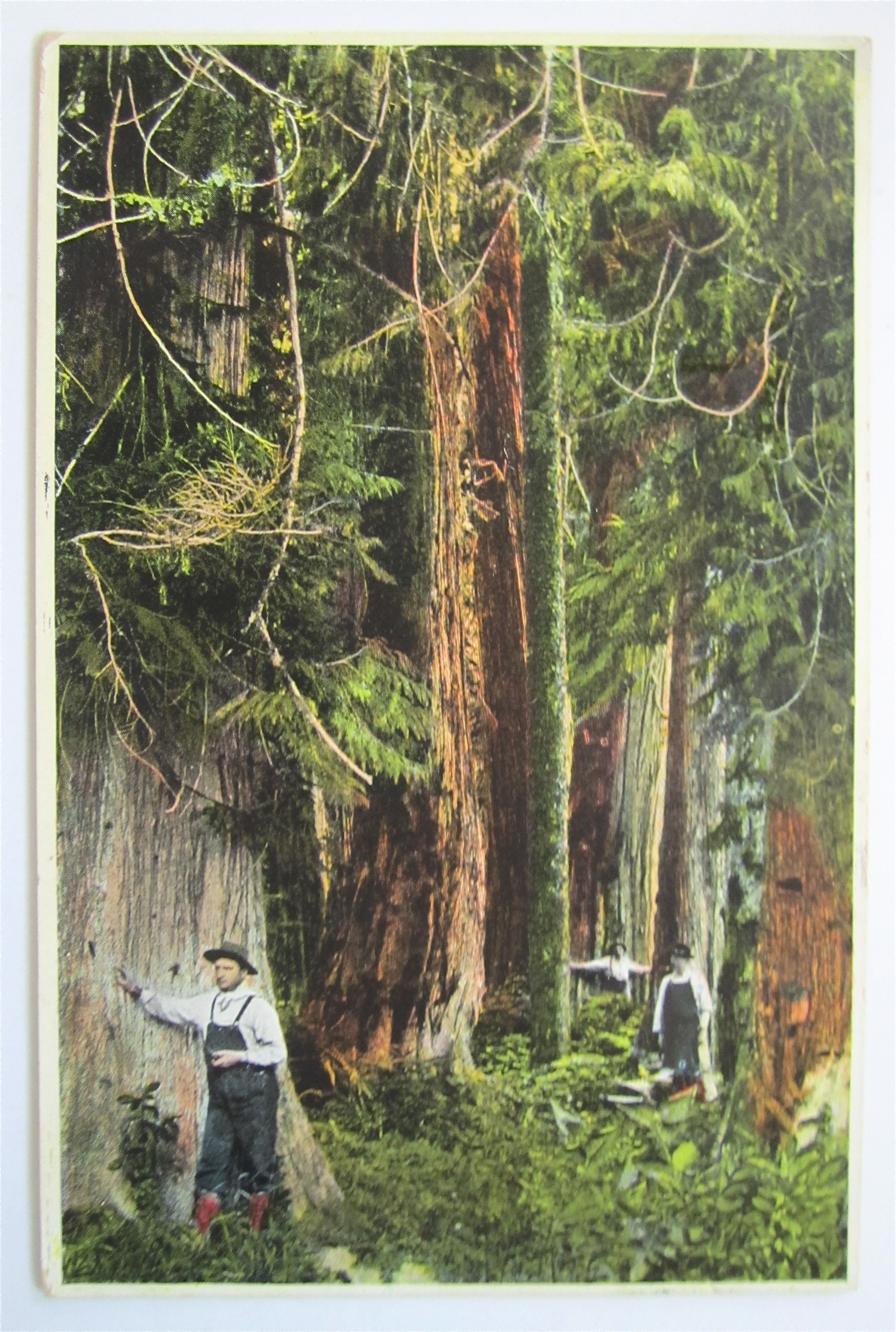 Red Cedar Forests Of British Columbia Postcard