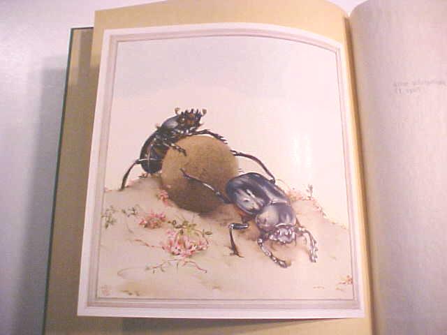Fabre's Book of Insects Illus by Detmold 1937