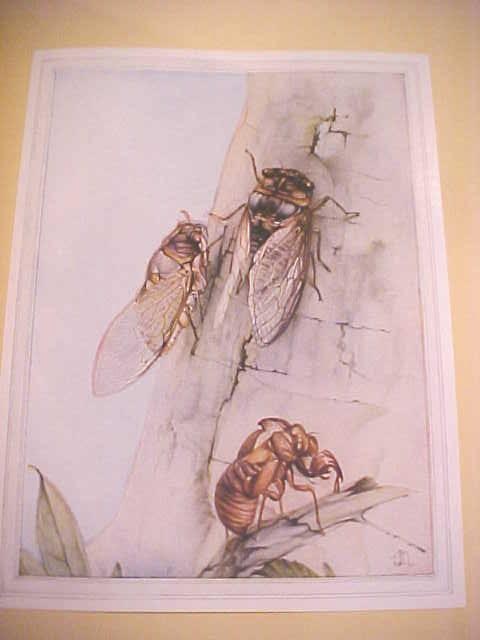 Fabre's Book of Insects Illus by Detmold 1937