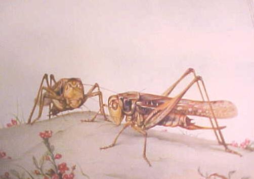 Fabre's Book of Insects Illus by Detmold 1937