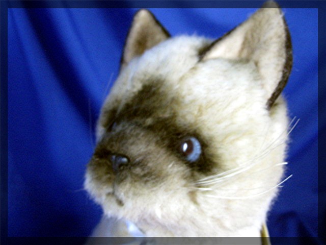 Siamese Kitten by Applause and Jockline, Avanti Animal